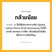 กล้วยน้อย ความหมาย หมายถึงอะไร?, คำในภาษาไทย กล้วยน้อย หมายถึง น. ชื่อไม้ต้นขนาดกลางชนิด Xylopia vielana Pierre ในวงศ์ Annonaceae กิ่งสีนํ้าตาลดํา ดอกหอม รากสีดํา กลิ่นเหมือนนํ้ามันดิน เชื่อกันว่ารากใช้แก้พิษงู.