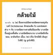 กล้วยไม้ ความหมาย หมายถึงอะไร?, คำในภาษาไทย กล้วยไม้ หมายถึง น. (๑) ชื่อพรรณไม้หลายชนิดหลายสกุลในวงศ์ Orchidaceae ลักษณะต้น ใบ และช่อดอกต่าง ๆ กัน บางชนิดเกาะตามต้นไม้และหิน บางชนิดขึ้นอยู่บนพื้นดิน บางชนิดมีดอกงาม บางชนิดมีกลิ่นหอม, พายัพเรียก เอื้อง. (๒) (ถิ่น-ปักษ์ใต้) ต้นจุกโรหินี. (ดู จุกโรหินี).