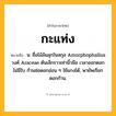 กะแท่ง ความหมาย หมายถึงอะไร?, คำในภาษาไทย กะแท่ง หมายถึง น. ชื่อไม้ล้มลุกในสกุล Amorphophallus วงศ์ Araceae ต้นเล็กราวเท่านิ้วมือ เวลาออกดอกไม่มีใบ ก้านช่อดอกอ่อน ๆ ใช้แกงได้, พายัพเรียก ดอกก้าน.