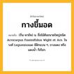 กางขี้มอด ความหมาย หมายถึงอะไร?, คำในภาษาไทย กางขี้มอด หมายถึง (ถิ่น-พายัพ) น. ชื่อไม้ต้นขนาดใหญ่ชนิด Acrocarpus fraxinifolius Wight et Arn. ในวงศ์ Leguminosae มีฝักแบน ๆ, ขางแดง หรือ แดงนํ้า ก็เรียก.