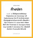 ก้างปลา ความหมาย หมายถึงอะไร?, คำในภาษาไทย ก้างปลา หมายถึง น. ชื่อไม้พุ่มหลายชนิดในสกุล Phyllanthus และ Securinega วงศ์ Euphorbiaceae ใบยาวรี ปลายใบทู่ ออกดอกเป็นกลุ่มอยู่ตามง่ามใบแถวปลายกิ่ง ชนิดผลสีขาว เรียก ก้างปลาขาว (S. virosa Baill.) ชนิดผลสีคลํ้า เรียก ก้างปลาแดง (S. leucopyrus Muell. Arg.) และชนิด P. reticulatus Poir. ชนิดหลังนี้เรียกกันว่า ก้างปลาเครือ ใช้ทํายาได้.