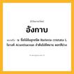อังกาบ ความหมาย หมายถึงอะไร?, คำในภาษาไทย อังกาบ หมายถึง น. ชื่อไม้ล้มลุกชนิด Barleria cristata L. ในวงศ์ Acanthaceae ลําต้นไม่มีหนาม ดอกสีม่วง.