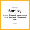 อังกาบหนู ความหมาย หมายถึงอะไร?, คำในภาษาไทย อังกาบหนู หมายถึง น. ชื่อไม้ล้มลุกชนิด Barleria prionitis L. ในวงศ์ Acanthaceae ลําต้นมีหนาม ดอกสีเหลือง.