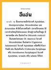 อีแอ่น ความหมาย หมายถึงอะไร?, คำในภาษาไทย อีแอ่น หมายถึง น. ชื่อนกขนาดเล็กในวงศ์ Apodidae, Hemiprocnidae, Hirundinidae และ Artamidae ตัวสีนํ้าตาลหรือดํา ปลายปีกแหลม ใช้เวลาส่วนใหญ่บินโฉบแมลง มักอยู่รวมกันเป็นฝูง มีหลายชนิด เช่น อีแอ่นบ้าน (Hirundo rustica) อีแอ่นตะโพกแดง (H. daurica) ในวงศ์ Hirundinidae อีแอ่นตาล (Cypsiurus balasiensis) ในวงศ์ Apodidae ชนิดที่นํารังมากินได้ เช่น อีแอ่นกินรัง (Collocalia fuciphaga หรือ Aerodramus fuciphagus) ในวงศ์ Apodidae, นางแอ่น หรือ แอ่นลม ก็เรียก.