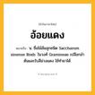 อ้อยแดง ความหมาย หมายถึงอะไร?, คำในภาษาไทย อ้อยแดง หมายถึง น. ชื่อไม้ล้มลุกชนิด Saccharum sinense Roxb. ในวงศ์ Gramineae เปลือกลําต้นและใบสีม่วงแดง ใช้ทํายาได้.