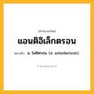 แอนติอิเล็กตรอน ความหมาย หมายถึงอะไร?, คำในภาษาไทย แอนติอิเล็กตรอน หมายถึง น. โพซิตรอน. (อ. antielectron).