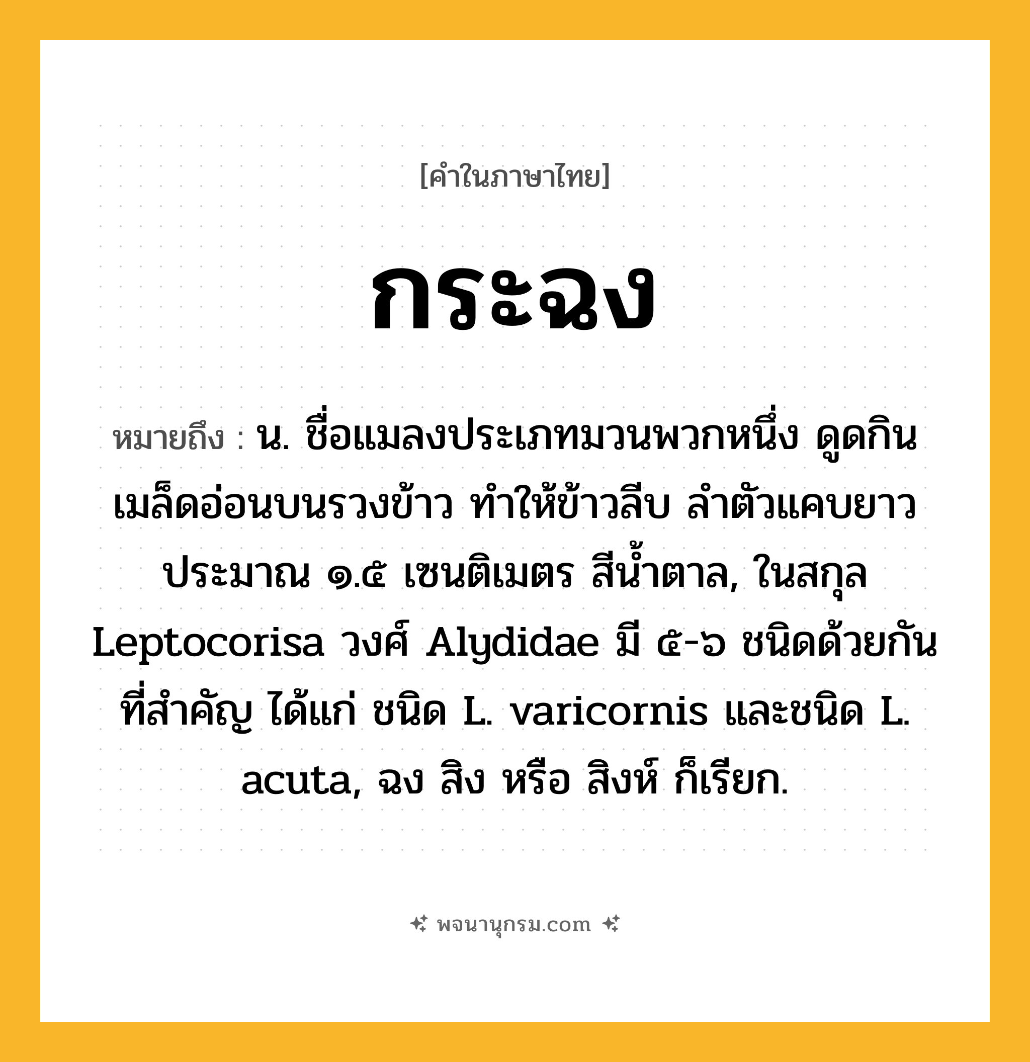 กระฉง ความหมาย หมายถึงอะไร?, คำในภาษาไทย กระฉง หมายถึง น. ชื่อแมลงประเภทมวนพวกหนึ่ง ดูดกินเมล็ดอ่อนบนรวงข้าว ทําให้ข้าวลีบ ลําตัวแคบยาวประมาณ ๑.๕ เซนติเมตร สีนํ้าตาล, ในสกุล Leptocorisa วงศ์ Alydidae มี ๕-๖ ชนิดด้วยกัน ที่สําคัญ ได้แก่ ชนิด L. varicornis และชนิด L. acuta, ฉง สิง หรือ สิงห์ ก็เรียก.
