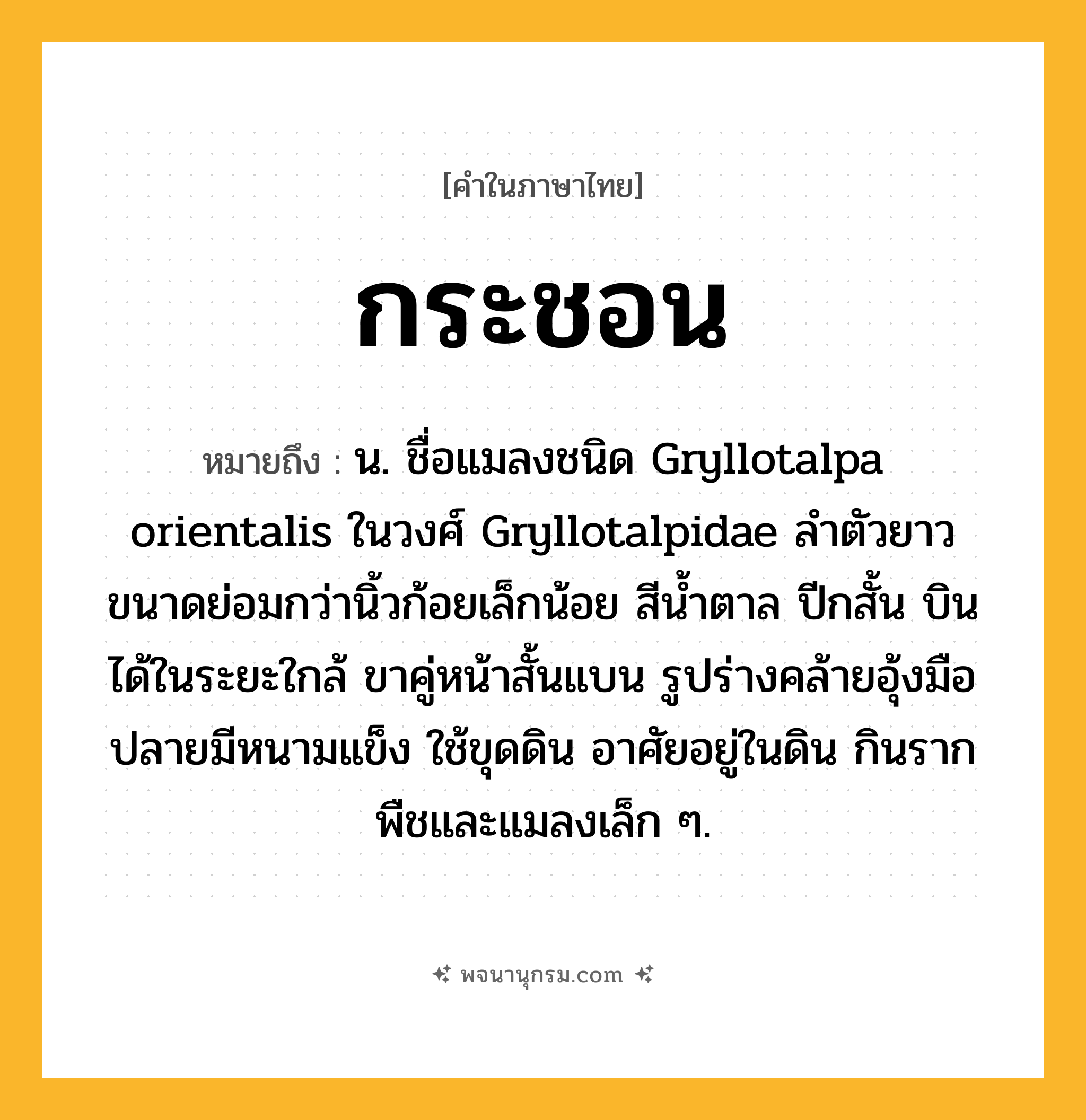 กระชอน ความหมาย หมายถึงอะไร?, คำในภาษาไทย กระชอน หมายถึง น. ชื่อแมลงชนิด Gryllotalpa orientalis ในวงศ์ Gryllotalpidae ลําตัวยาว ขนาดย่อมกว่านิ้วก้อยเล็กน้อย สีนํ้าตาล ปีกสั้น บินได้ในระยะใกล้ ขาคู่หน้าสั้นแบน รูปร่างคล้ายอุ้งมือ ปลายมีหนามแข็ง ใช้ขุดดิน อาศัยอยู่ในดิน กินรากพืชและแมลงเล็ก ๆ.