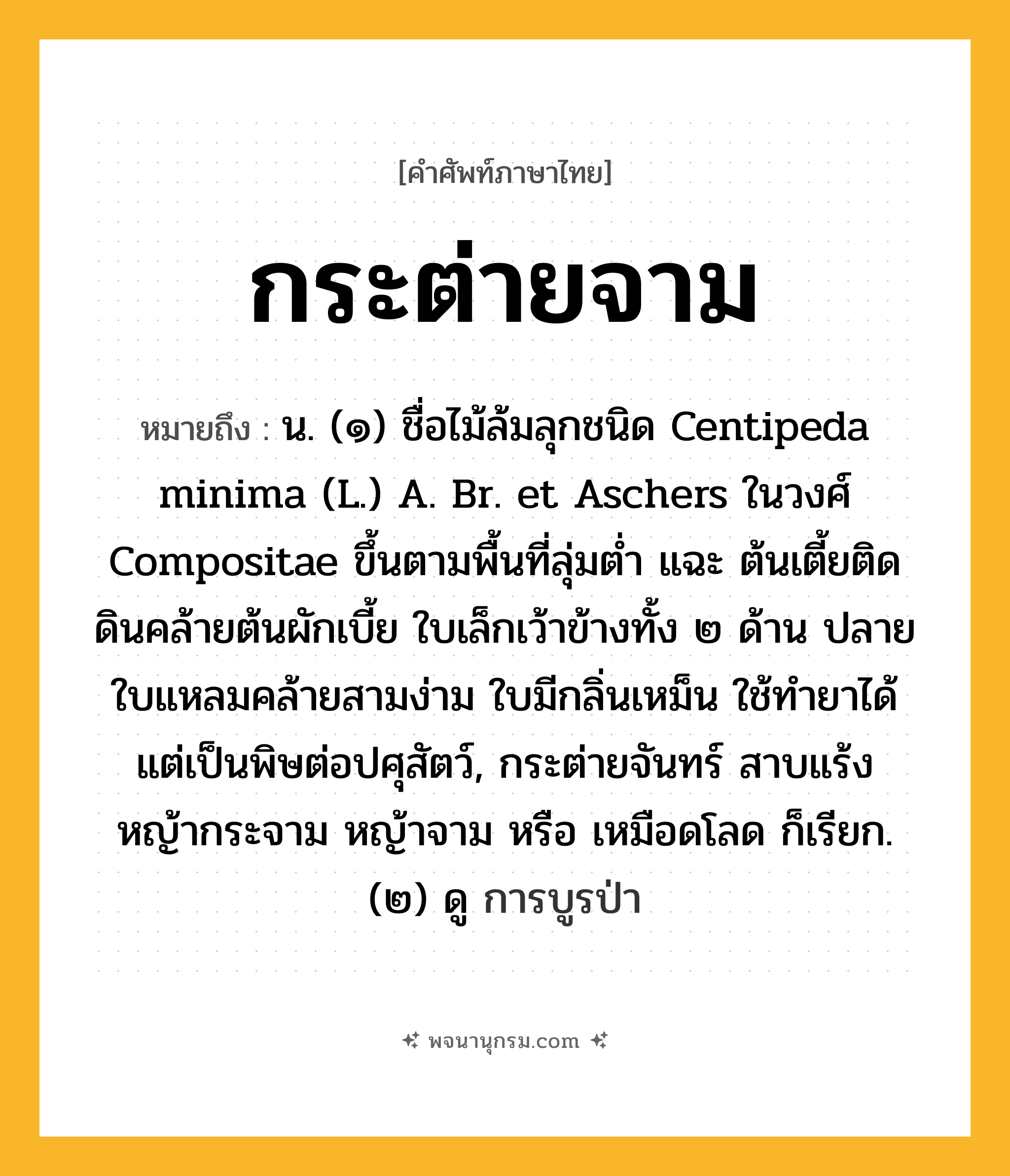 กระต่ายจาม ความหมาย หมายถึงอะไร?, คำในภาษาไทย กระต่ายจาม หมายถึง น. (๑) ชื่อไม้ล้มลุกชนิด Centipeda minima (L.) A. Br. et Aschers ในวงศ์ Compositae ขึ้นตามพื้นที่ลุ่มตํ่า แฉะ ต้นเตี้ยติดดินคล้ายต้นผักเบี้ย ใบเล็กเว้าข้างทั้ง ๒ ด้าน ปลายใบแหลมคล้ายสามง่าม ใบมีกลิ่นเหม็น ใช้ทํายาได้ แต่เป็นพิษต่อปศุสัตว์, กระต่ายจันทร์ สาบแร้ง หญ้ากระจาม หญ้าจาม หรือ เหมือดโลด ก็เรียก. (๒) ดู การบูรป่า