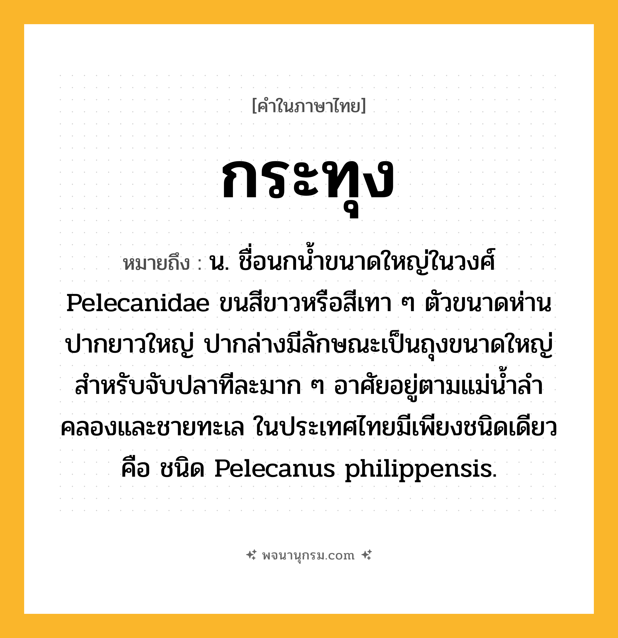กระทุง ความหมาย หมายถึงอะไร?, คำในภาษาไทย กระทุง หมายถึง น. ชื่อนกนํ้าขนาดใหญ่ในวงศ์ Pelecanidae ขนสีขาวหรือสีเทา ๆ ตัวขนาดห่าน ปากยาวใหญ่ ปากล่างมีลักษณะเป็นถุงขนาดใหญ่สําหรับจับปลาทีละมาก ๆ อาศัยอยู่ตามแม่นํ้าลําคลองและชายทะเล ในประเทศไทยมีเพียงชนิดเดียวคือ ชนิด Pelecanus philippensis.