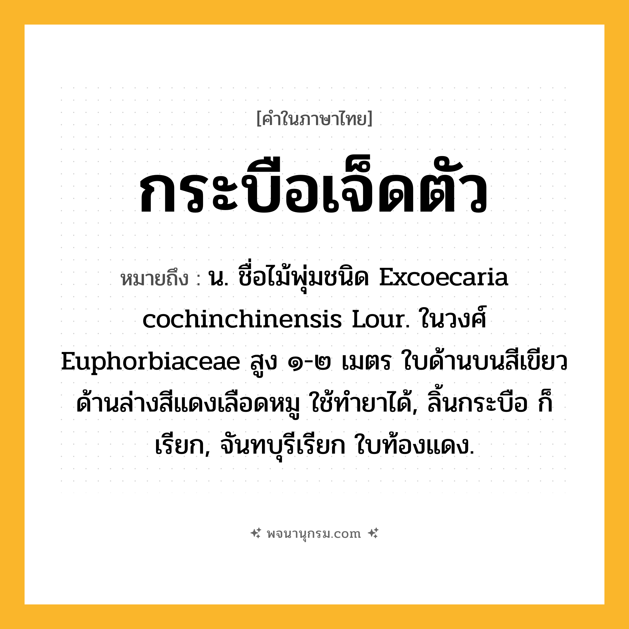 กระบือเจ็ดตัว ความหมาย หมายถึงอะไร?, คำในภาษาไทย กระบือเจ็ดตัว หมายถึง น. ชื่อไม้พุ่มชนิด Excoecaria cochinchinensis Lour. ในวงศ์ Euphorbiaceae สูง ๑-๒ เมตร ใบด้านบนสีเขียว ด้านล่างสีแดงเลือดหมู ใช้ทํายาได้, ลิ้นกระบือ ก็เรียก, จันทบุรีเรียก ใบท้องแดง.