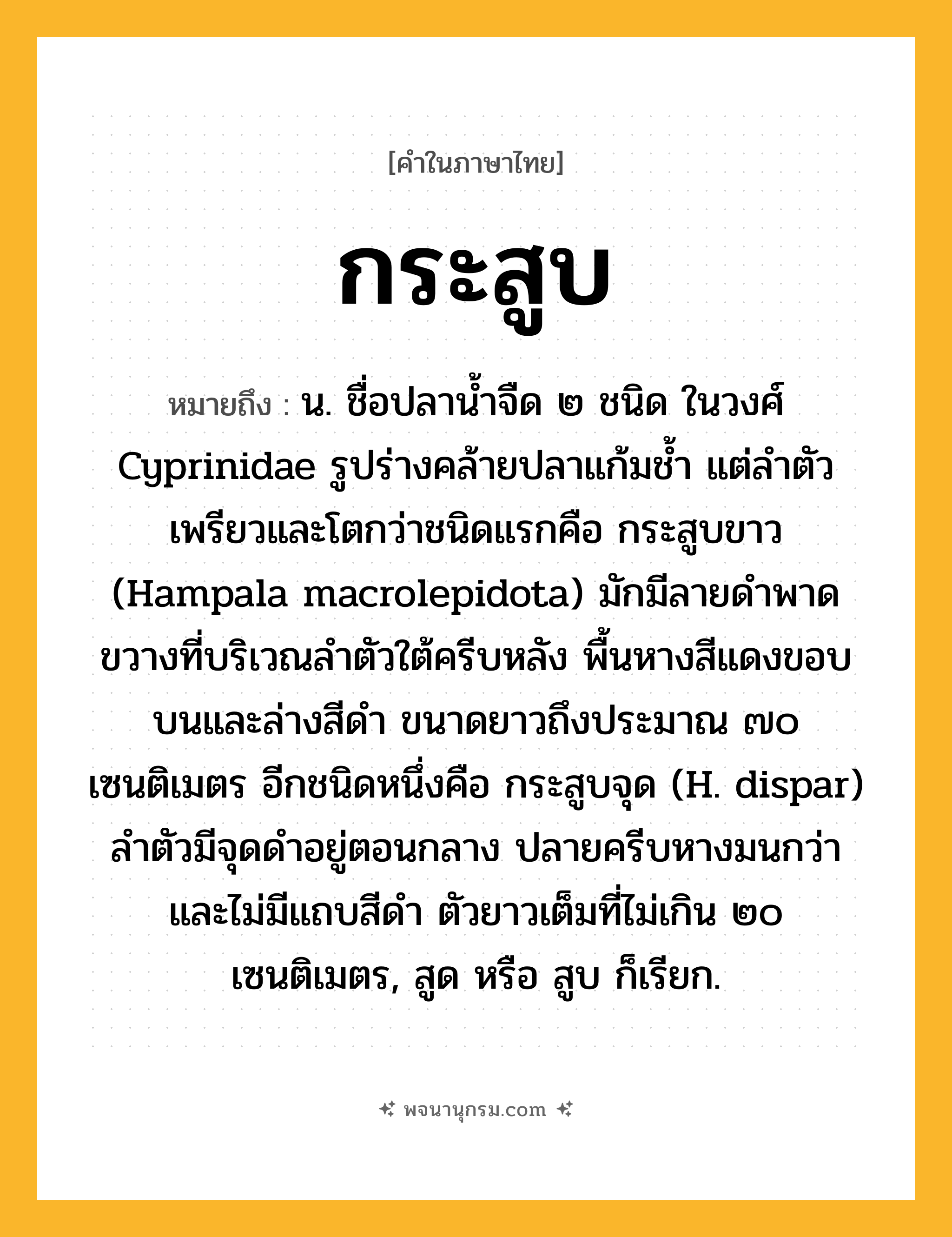กระสูบ ความหมาย หมายถึงอะไร?, คำในภาษาไทย กระสูบ หมายถึง น. ชื่อปลานํ้าจืด ๒ ชนิด ในวงศ์ Cyprinidae รูปร่างคล้ายปลาแก้มชํ้า แต่ลําตัวเพรียวและโตกว่าชนิดแรกคือ กระสูบขาว (Hampala macrolepidota) มักมีลายดําพาดขวางที่บริเวณลําตัวใต้ครีบหลัง พื้นหางสีแดงขอบบนและล่างสีดํา ขนาดยาวถึงประมาณ ๗๐ เซนติเมตร อีกชนิดหนึ่งคือ กระสูบจุด (H. dispar) ลําตัวมีจุดดําอยู่ตอนกลาง ปลายครีบหางมนกว่า และไม่มีแถบสีดํา ตัวยาวเต็มที่ไม่เกิน ๒๐ เซนติเมตร, สูด หรือ สูบ ก็เรียก.