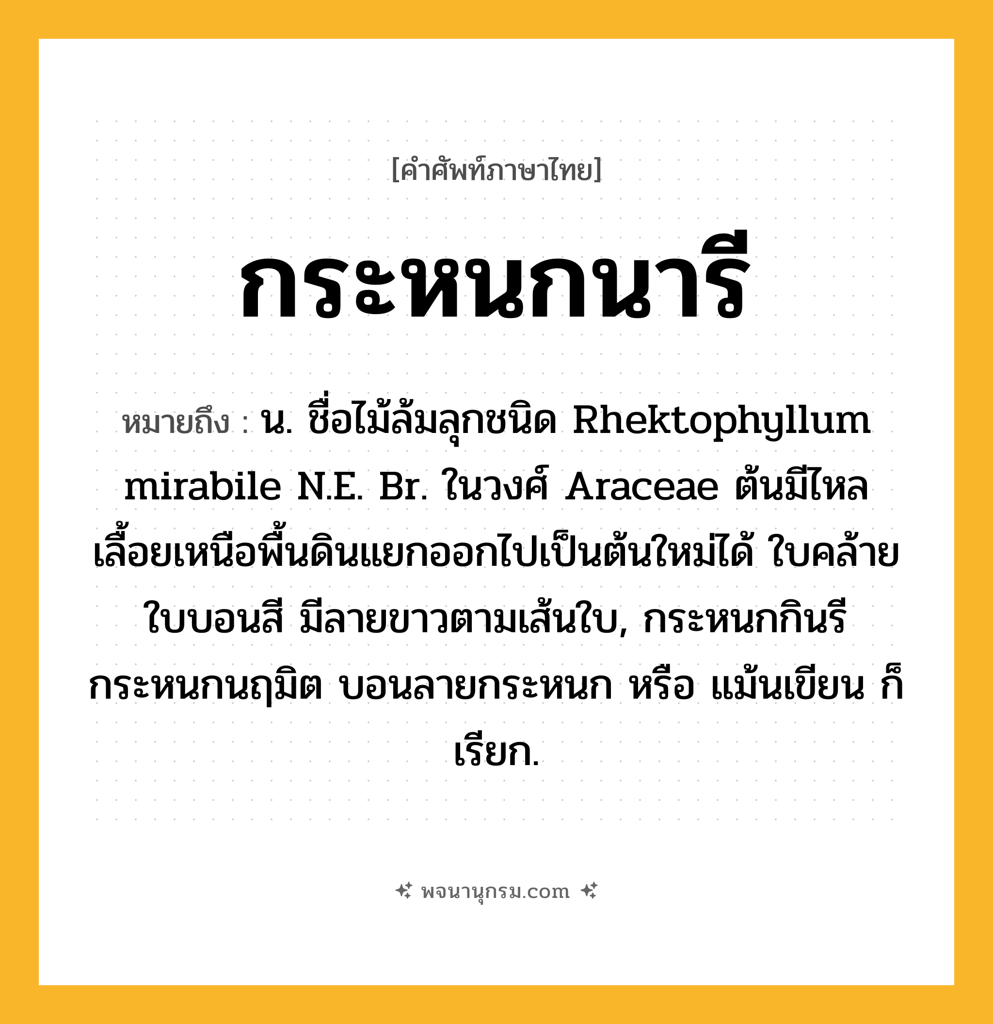 กระหนกนารี ความหมาย หมายถึงอะไร?, คำในภาษาไทย กระหนกนารี หมายถึง น. ชื่อไม้ล้มลุกชนิด Rhektophyllum mirabile N.E. Br. ในวงศ์ Araceae ต้นมีไหลเลื้อยเหนือพื้นดินแยกออกไปเป็นต้นใหม่ได้ ใบคล้ายใบบอนสี มีลายขาวตามเส้นใบ, กระหนกกินรี กระหนกนฤมิต บอนลายกระหนก หรือ แม้นเขียน ก็เรียก.