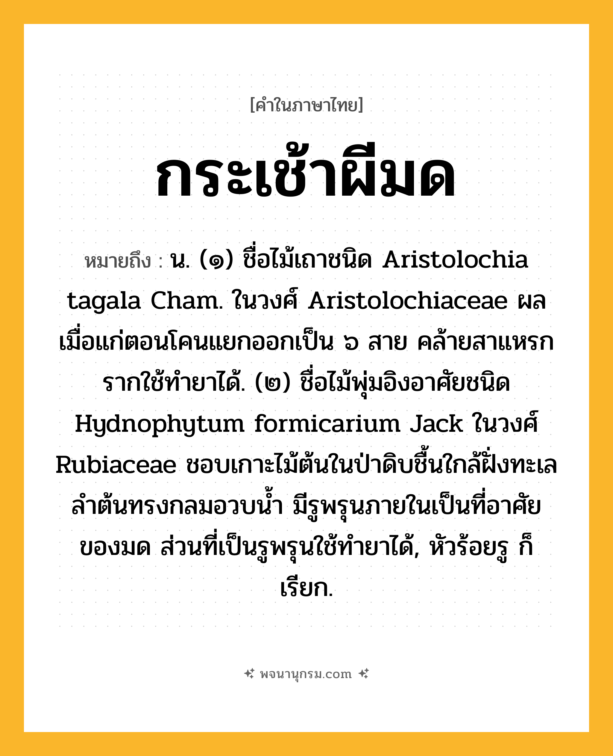 กระเช้าผีมด ความหมาย หมายถึงอะไร?, คำในภาษาไทย กระเช้าผีมด หมายถึง น. (๑) ชื่อไม้เถาชนิด Aristolochia tagala Cham. ในวงศ์ Aristolochiaceae ผลเมื่อแก่ตอนโคนแยกออกเป็น ๖ สาย คล้ายสาแหรก รากใช้ทํายาได้. (๒) ชื่อไม้พุ่มอิงอาศัยชนิด Hydnophytum formicarium Jack ในวงศ์ Rubiaceae ชอบเกาะไม้ต้นในป่าดิบชื้นใกล้ฝั่งทะเล ลําต้นทรงกลมอวบนํ้า มีรูพรุนภายในเป็นที่อาศัยของมด ส่วนที่เป็นรูพรุนใช้ทํายาได้, หัวร้อยรู ก็เรียก.