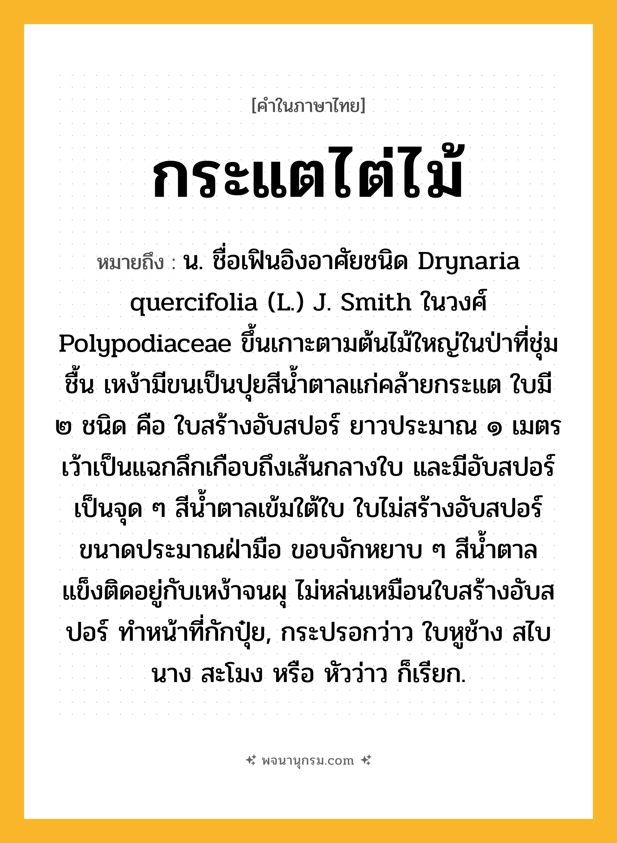 กระแตไต่ไม้ ความหมาย หมายถึงอะไร?, คำในภาษาไทย กระแตไต่ไม้ หมายถึง น. ชื่อเฟินอิงอาศัยชนิด Drynaria quercifolia (L.) J. Smith ในวงศ์ Polypodiaceae ขึ้นเกาะตามต้นไม้ใหญ่ในป่าที่ชุ่มชื้น เหง้ามีขนเป็นปุยสีนํ้าตาลแก่คล้ายกระแต ใบมี ๒ ชนิด คือ ใบสร้างอับสปอร์ ยาวประมาณ ๑ เมตร เว้าเป็นแฉกลึกเกือบถึงเส้นกลางใบ และมีอับสปอร์เป็นจุด ๆ สีนํ้าตาลเข้มใต้ใบ ใบไม่สร้างอับสปอร์ ขนาดประมาณฝ่ามือ ขอบจักหยาบ ๆ สีนํ้าตาล แข็งติดอยู่กับเหง้าจนผุ ไม่หล่นเหมือนใบสร้างอับสปอร์ ทําหน้าที่กักปุ๋ย, กระปรอกว่าว ใบหูช้าง สไบนาง สะโมง หรือ หัวว่าว ก็เรียก.