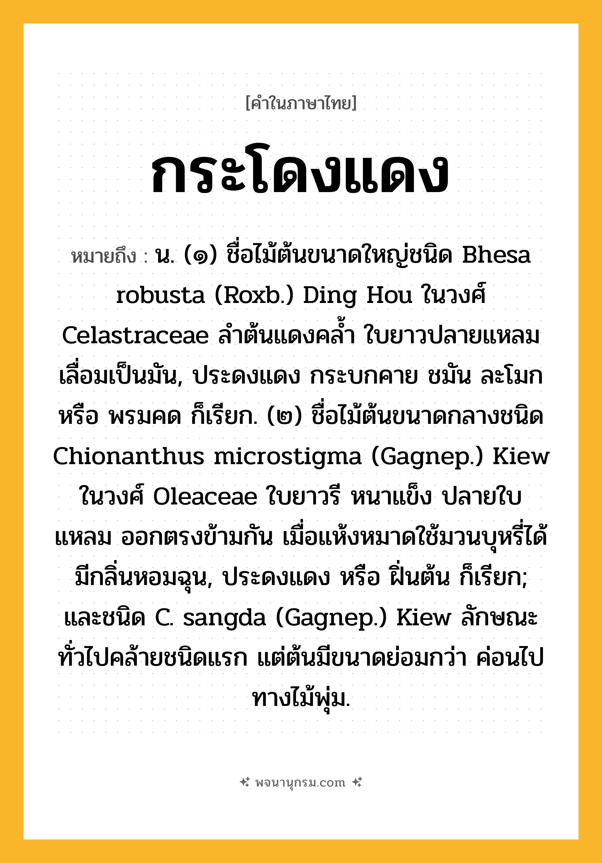 กระโดงแดง ความหมาย หมายถึงอะไร?, คำในภาษาไทย กระโดงแดง หมายถึง น. (๑) ชื่อไม้ต้นขนาดใหญ่ชนิด Bhesa robusta (Roxb.) Ding Hou ในวงศ์ Celastraceae ลําต้นแดงคลํ้า ใบยาวปลายแหลม เลื่อมเป็นมัน, ประดงแดง กระบกคาย ชมัน ละโมก หรือ พรมคด ก็เรียก. (๒) ชื่อไม้ต้นขนาดกลางชนิด Chionanthus microstigma (Gagnep.) Kiew ในวงศ์ Oleaceae ใบยาวรี หนาแข็ง ปลายใบแหลม ออกตรงข้ามกัน เมื่อแห้งหมาดใช้มวนบุหรี่ได้ มีกลิ่นหอมฉุน, ประดงแดง หรือ ฝิ่นต้น ก็เรียก; และชนิด C. sangda (Gagnep.) Kiew ลักษณะทั่วไปคล้ายชนิดแรก แต่ต้นมีขนาดย่อมกว่า ค่อนไปทางไม้พุ่ม.