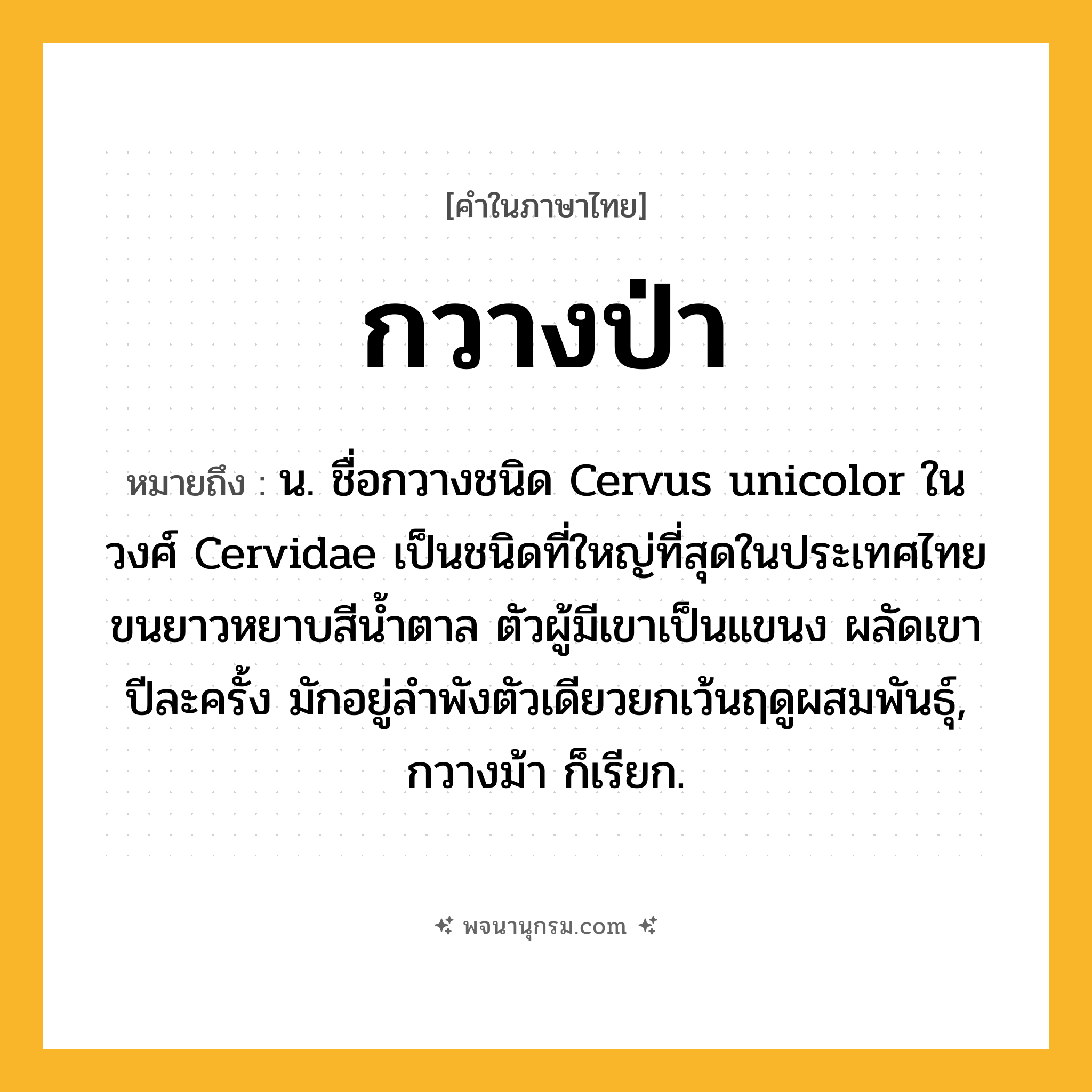 กวางป่า ความหมาย หมายถึงอะไร?, คำในภาษาไทย กวางป่า หมายถึง น. ชื่อกวางชนิด Cervus unicolor ในวงศ์ Cervidae เป็นชนิดที่ใหญ่ที่สุดในประเทศไทย ขนยาวหยาบสีน้ำตาล ตัวผู้มีเขาเป็นแขนง ผลัดเขาปีละครั้ง มักอยู่ลำพังตัวเดียวยกเว้นฤดูผสมพันธุ์, กวางม้า ก็เรียก.