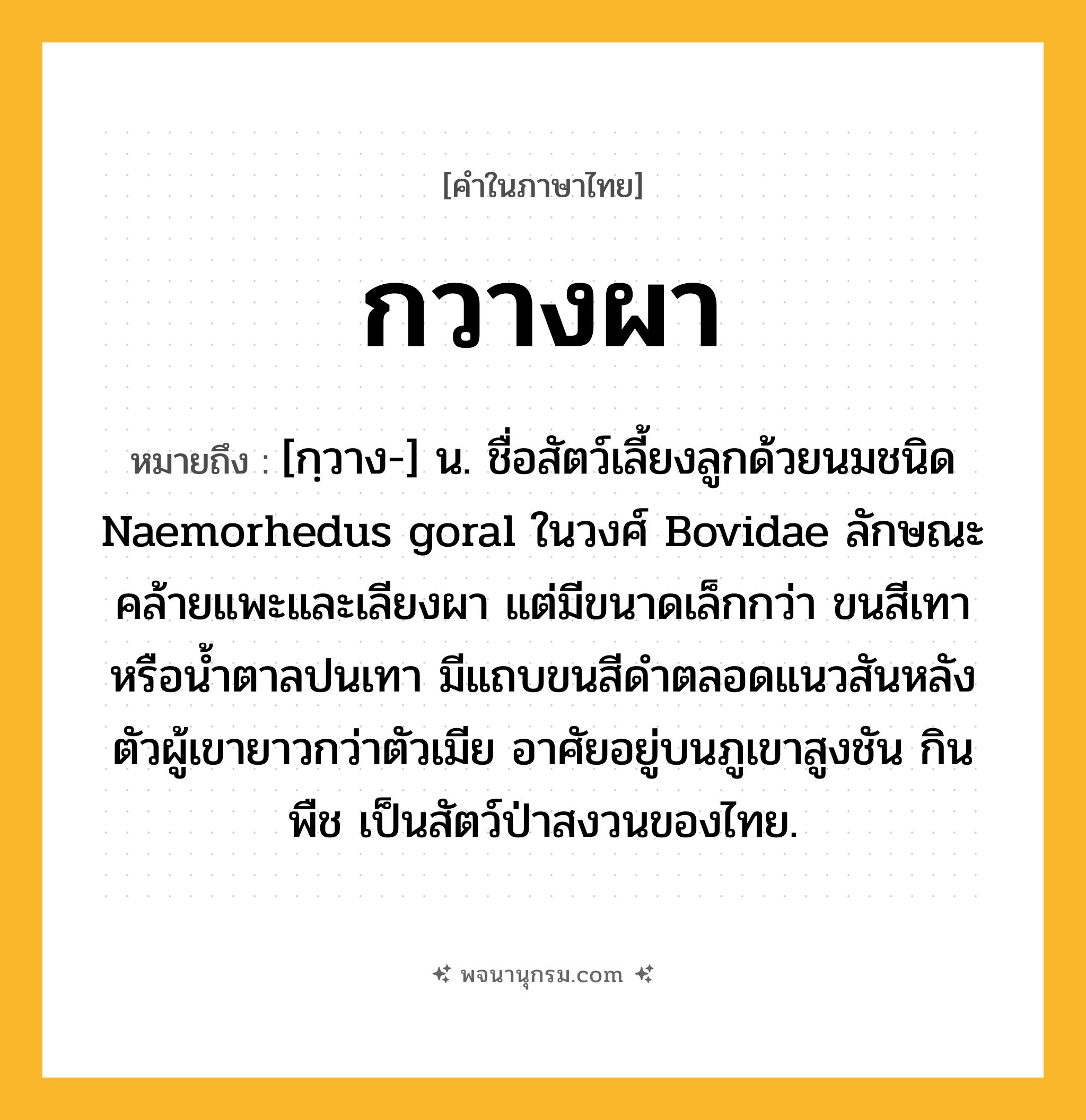 กวางผา ความหมาย หมายถึงอะไร?, คำในภาษาไทย กวางผา หมายถึง [กฺวาง-] น. ชื่อสัตว์เลี้ยงลูกด้วยนมชนิด Naemorhedus goral ในวงศ์ Bovidae ลักษณะคล้ายแพะและเลียงผา แต่มีขนาดเล็กกว่า ขนสีเทาหรือน้ำตาลปนเทา มีแถบขนสีดำตลอดแนวสันหลัง ตัวผู้เขายาวกว่าตัวเมีย อาศัยอยู่บนภูเขาสูงชัน กินพืช เป็นสัตว์ป่าสงวนของไทย.
