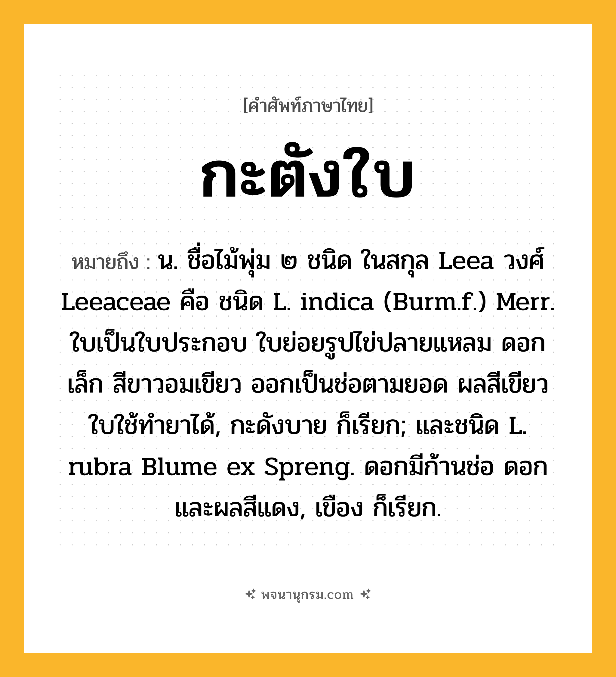 กะตังใบ ความหมาย หมายถึงอะไร?, คำในภาษาไทย กะตังใบ หมายถึง น. ชื่อไม้พุ่ม ๒ ชนิด ในสกุล Leea วงศ์ Leeaceae คือ ชนิด L. indica (Burm.f.) Merr. ใบเป็นใบประกอบ ใบย่อยรูปไข่ปลายแหลม ดอกเล็ก สีขาวอมเขียว ออกเป็นช่อตามยอด ผลสีเขียว ใบใช้ทํายาได้, กะดังบาย ก็เรียก; และชนิด L. rubra Blume ex Spreng. ดอกมีก้านช่อ ดอกและผลสีแดง, เขือง ก็เรียก.
