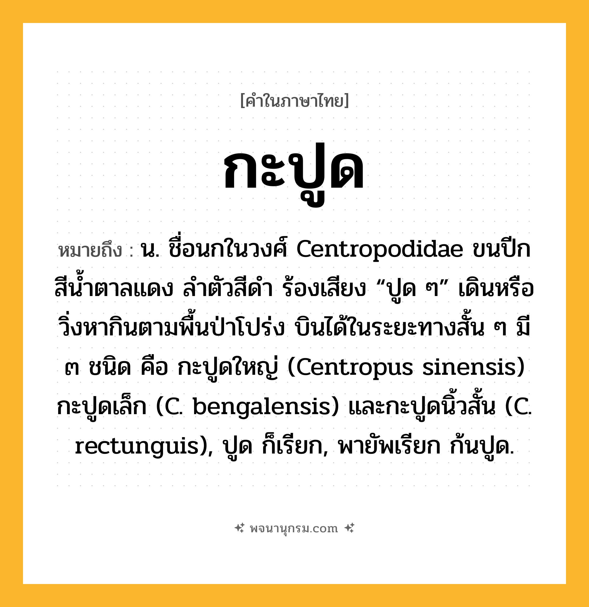 กะปูด ความหมาย หมายถึงอะไร?, คำในภาษาไทย กะปูด หมายถึง น. ชื่อนกในวงศ์ Centropodidae ขนปีกสีนํ้าตาลแดง ลําตัวสีดํา ร้องเสียง “ปูด ๆ” เดินหรือวิ่งหากินตามพื้นป่าโปร่ง บินได้ในระยะทางสั้น ๆ มี ๓ ชนิด คือ กะปูดใหญ่ (Centropus sinensis) กะปูดเล็ก (C. bengalensis) และกะปูดนิ้วสั้น (C. rectunguis), ปูด ก็เรียก, พายัพเรียก ก้นปูด.