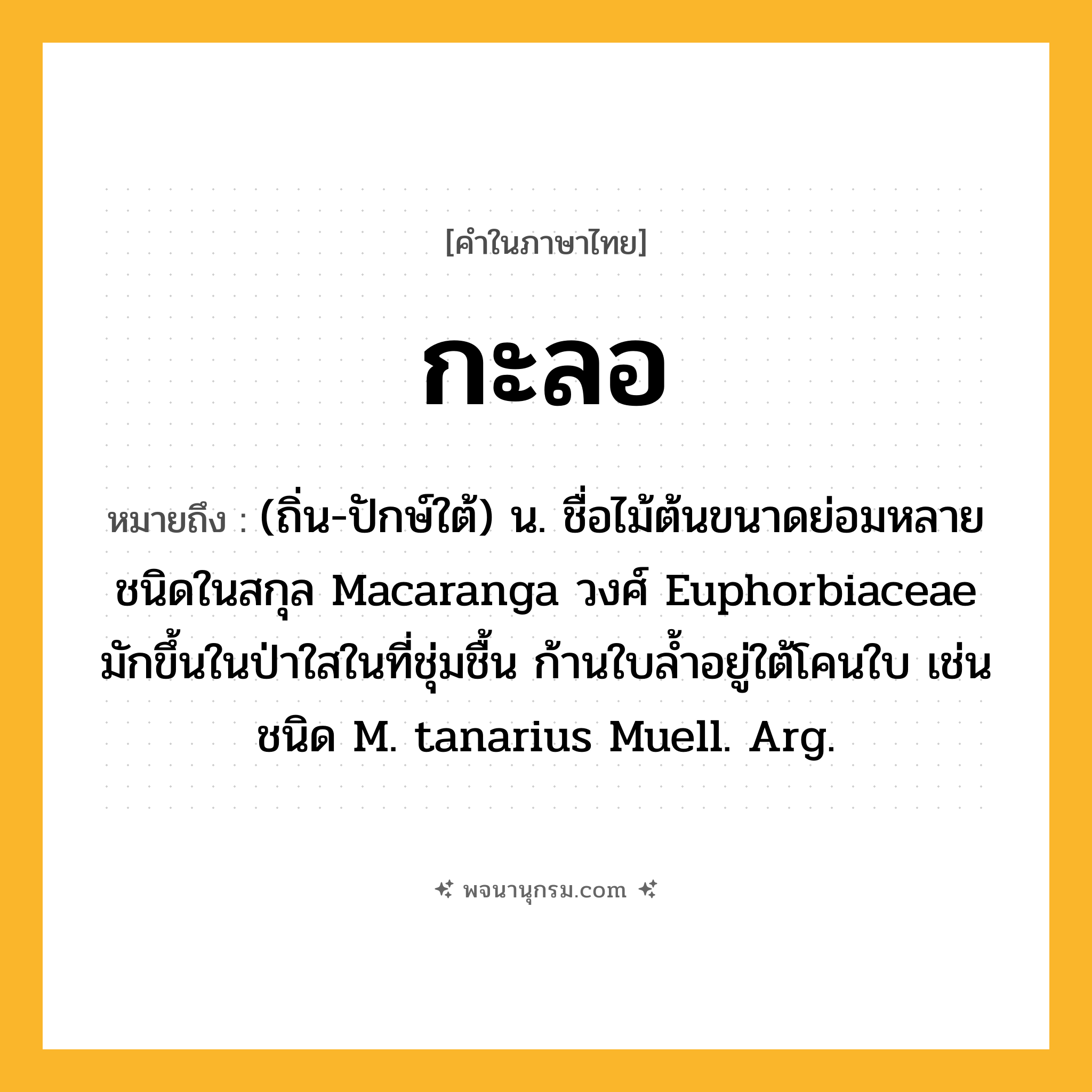กะลอ ความหมาย หมายถึงอะไร?, คำในภาษาไทย กะลอ หมายถึง (ถิ่น-ปักษ์ใต้) น. ชื่อไม้ต้นขนาดย่อมหลายชนิดในสกุล Macaranga วงศ์ Euphorbiaceae มักขึ้นในป่าใสในที่ชุ่มชื้น ก้านใบลํ้าอยู่ใต้โคนใบ เช่น ชนิด M. tanarius Muell. Arg.