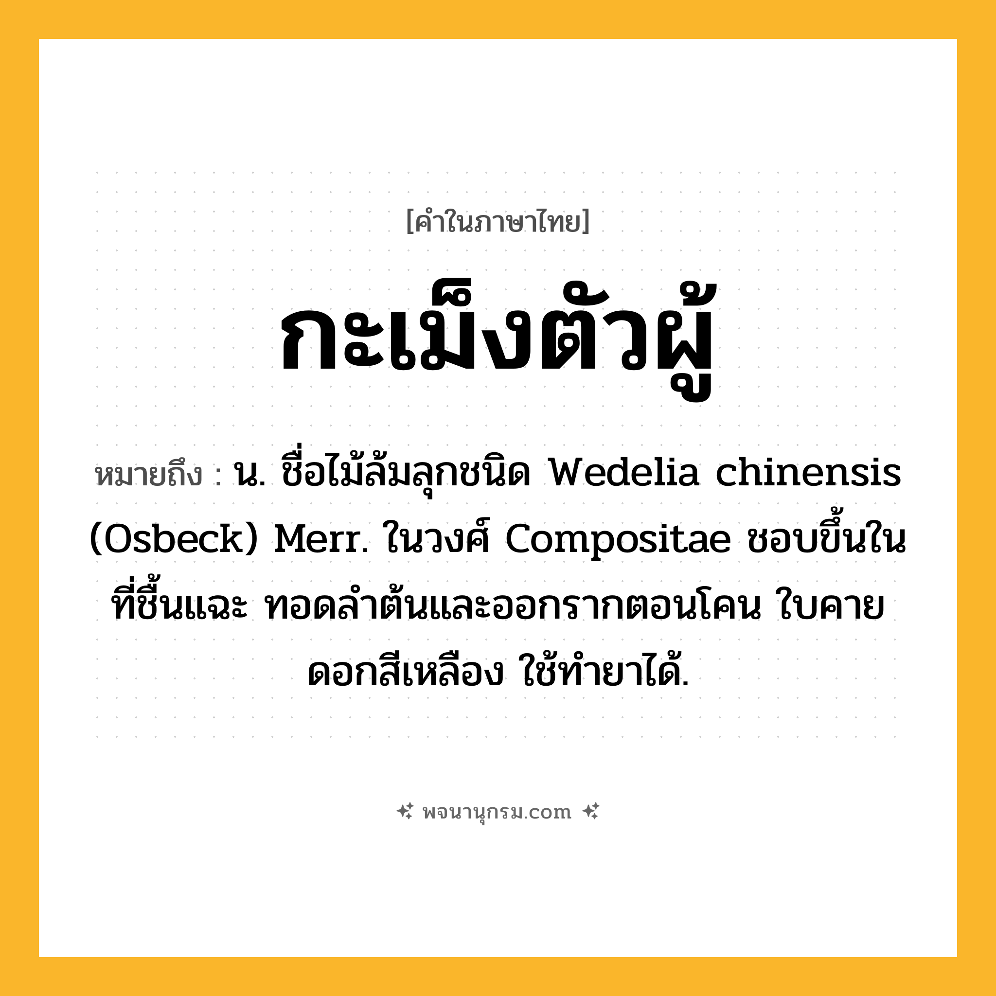 กะเม็งตัวผู้ ความหมาย หมายถึงอะไร?, คำในภาษาไทย กะเม็งตัวผู้ หมายถึง น. ชื่อไม้ล้มลุกชนิด Wedelia chinensis (Osbeck) Merr. ในวงศ์ Compositae ชอบขึ้นในที่ชื้นแฉะ ทอดลําต้นและออกรากตอนโคน ใบคาย ดอกสีเหลือง ใช้ทํายาได้.