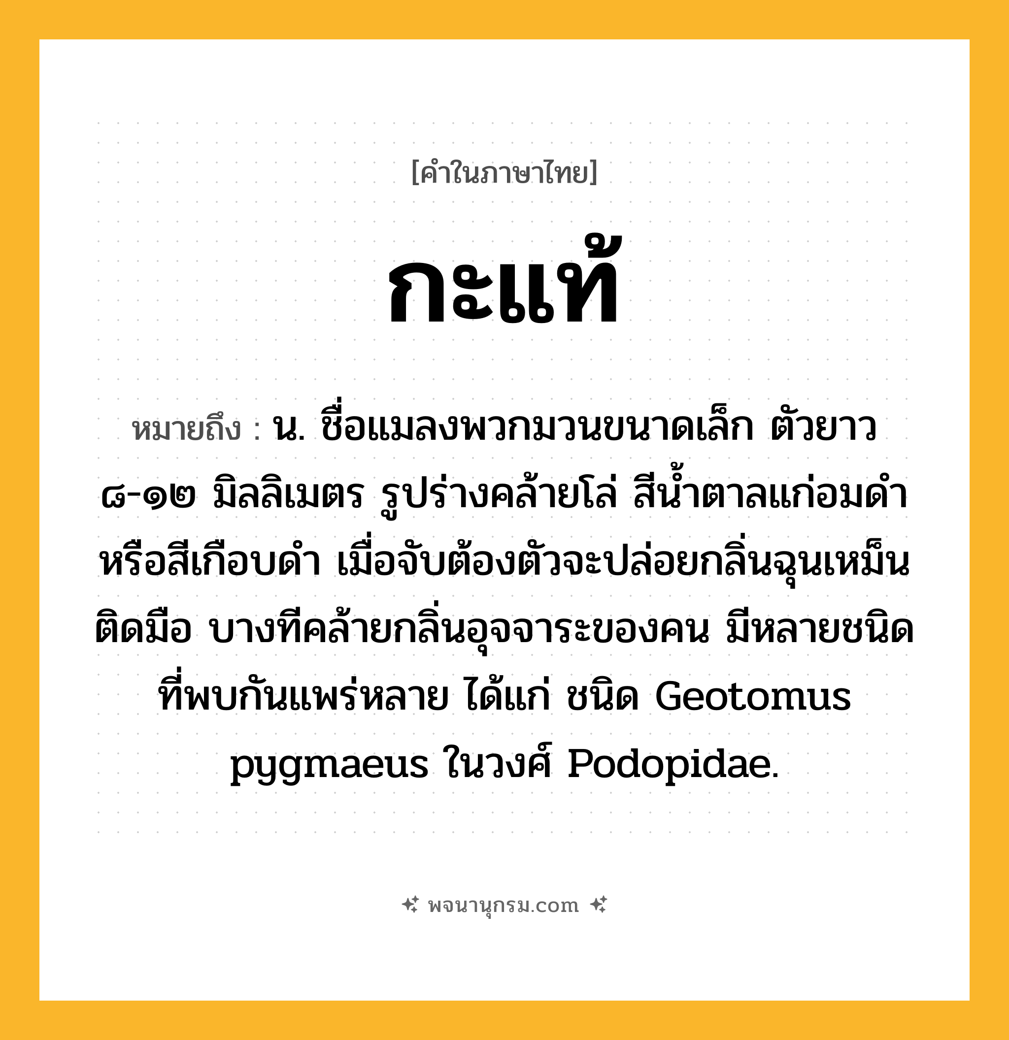 กะแท้ ความหมาย หมายถึงอะไร?, คำในภาษาไทย กะแท้ หมายถึง น. ชื่อแมลงพวกมวนขนาดเล็ก ตัวยาว ๘-๑๒ มิลลิเมตร รูปร่างคล้ายโล่ สีนํ้าตาลแก่อมดําหรือสีเกือบดํา เมื่อจับต้องตัวจะปล่อยกลิ่นฉุนเหม็นติดมือ บางทีคล้ายกลิ่นอุจจาระของคน มีหลายชนิด ที่พบกันแพร่หลาย ได้แก่ ชนิด Geotomus pygmaeus ในวงศ์ Podopidae.
