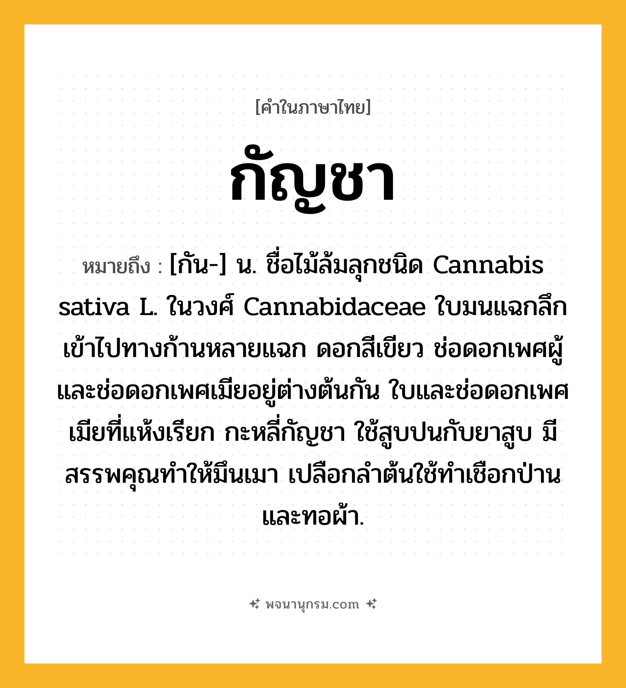 กัญชา ความหมาย หมายถึงอะไร?, คำในภาษาไทย กัญชา หมายถึง [กัน-] น. ชื่อไม้ล้มลุกชนิด Cannabis sativa L. ในวงศ์ Cannabidaceae ใบมนแฉกลึกเข้าไปทางก้านหลายแฉก ดอกสีเขียว ช่อดอกเพศผู้และช่อดอกเพศเมียอยู่ต่างต้นกัน ใบและช่อดอกเพศเมียที่แห้งเรียก กะหลี่กัญชา ใช้สูบปนกับยาสูบ มีสรรพคุณทําให้มึนเมา เปลือกลําต้นใช้ทําเชือกป่าน และทอผ้า.