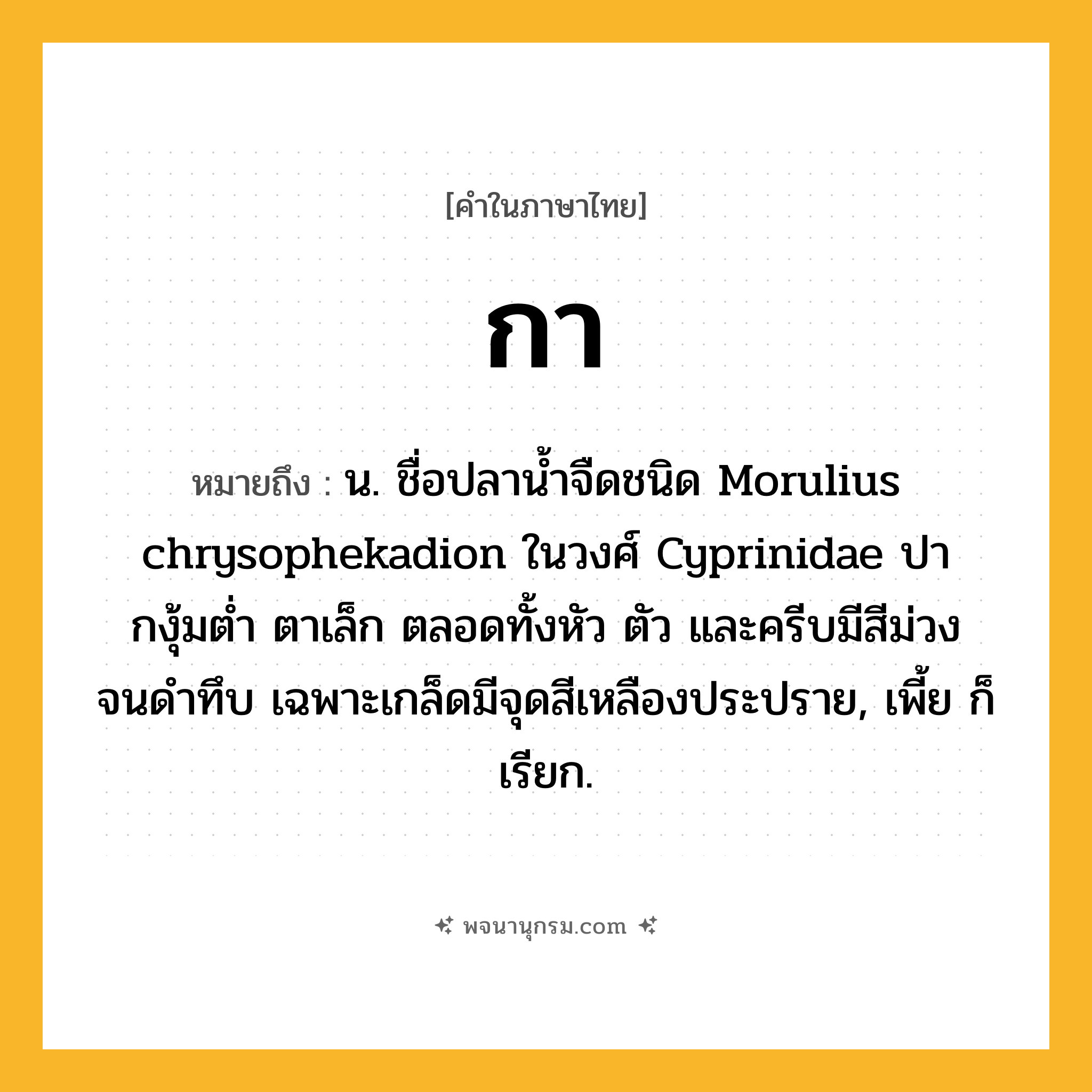 กา ความหมาย หมายถึงอะไร?, คำในภาษาไทย กา หมายถึง น. ชื่อปลานํ้าจืดชนิด Morulius chrysophekadion ในวงศ์ Cyprinidae ปากงุ้มตํ่า ตาเล็ก ตลอดทั้งหัว ตัว และครีบมีสีม่วงจนดําทึบ เฉพาะเกล็ดมีจุดสีเหลืองประปราย, เพี้ย ก็เรียก.