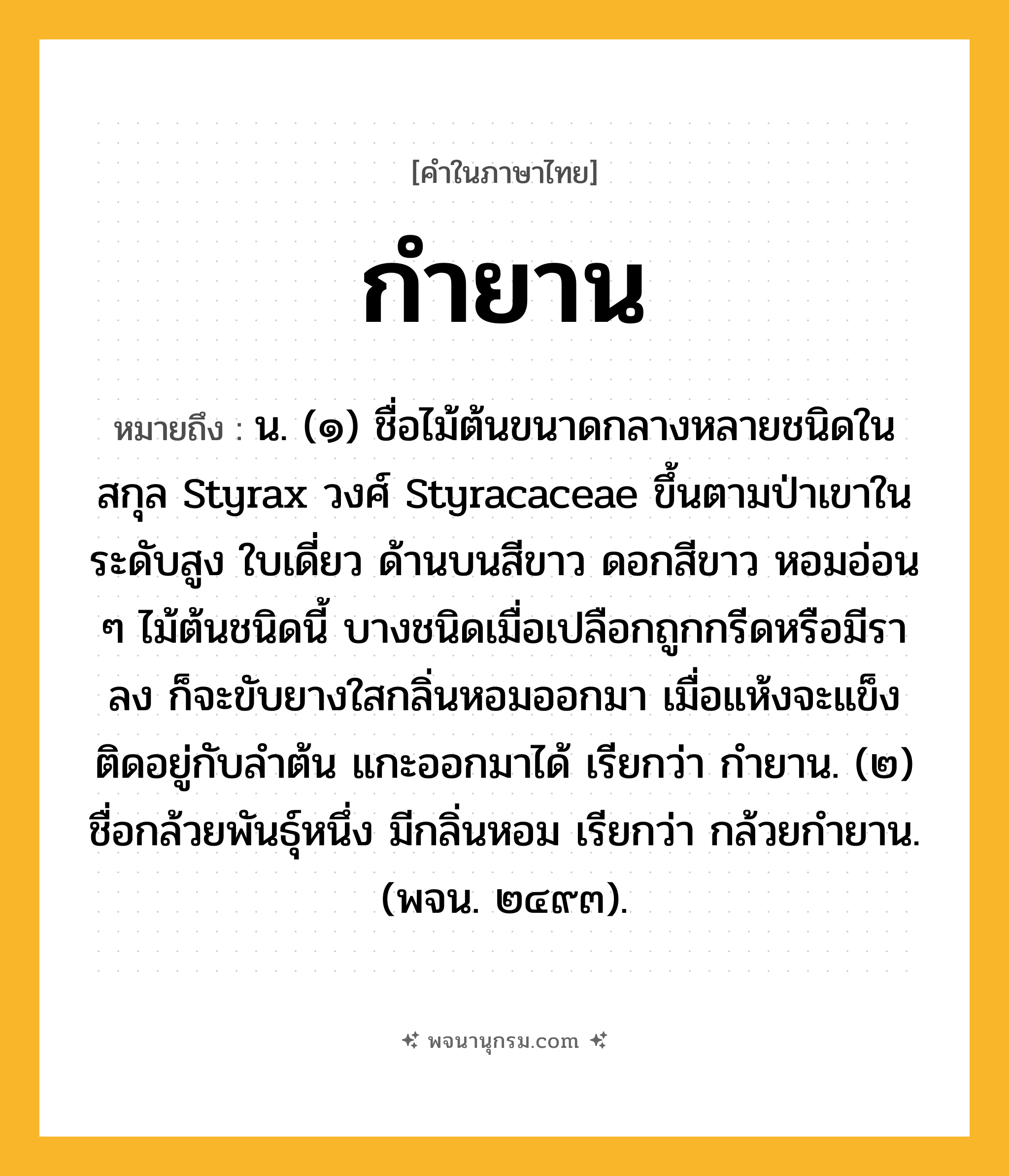 กำยาน ความหมาย หมายถึงอะไร?, คำในภาษาไทย กำยาน หมายถึง น. (๑) ชื่อไม้ต้นขนาดกลางหลายชนิดในสกุล Styrax วงศ์ Styracaceae ขึ้นตามป่าเขาในระดับสูง ใบเดี่ยว ด้านบนสีขาว ดอกสีขาว หอมอ่อน ๆ ไม้ต้นชนิดนี้ บางชนิดเมื่อเปลือกถูกกรีดหรือมีราลง ก็จะขับยางใสกลิ่นหอมออกมา เมื่อแห้งจะแข็งติดอยู่กับลำต้น แกะออกมาได้ เรียกว่า กำยาน. (๒) ชื่อกล้วยพันธุ์หนึ่ง มีกลิ่นหอม เรียกว่า กล้วยกํายาน. (พจน. ๒๔๙๓).