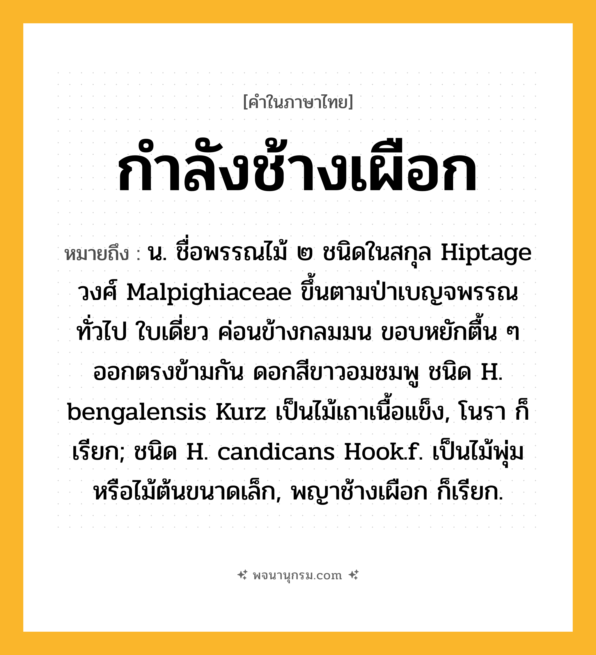 กำลังช้างเผือก ความหมาย หมายถึงอะไร?, คำในภาษาไทย กำลังช้างเผือก หมายถึง น. ชื่อพรรณไม้ ๒ ชนิดในสกุล Hiptage วงศ์ Malpighiaceae ขึ้นตามป่าเบญจพรรณทั่วไป ใบเดี่ยว ค่อนข้างกลมมน ขอบหยักตื้น ๆ ออกตรงข้ามกัน ดอกสีขาวอมชมพู ชนิด H. bengalensis Kurz เป็นไม้เถาเนื้อแข็ง, โนรา ก็เรียก; ชนิด H. candicans Hook.f. เป็นไม้พุ่มหรือไม้ต้นขนาดเล็ก, พญาช้างเผือก ก็เรียก.