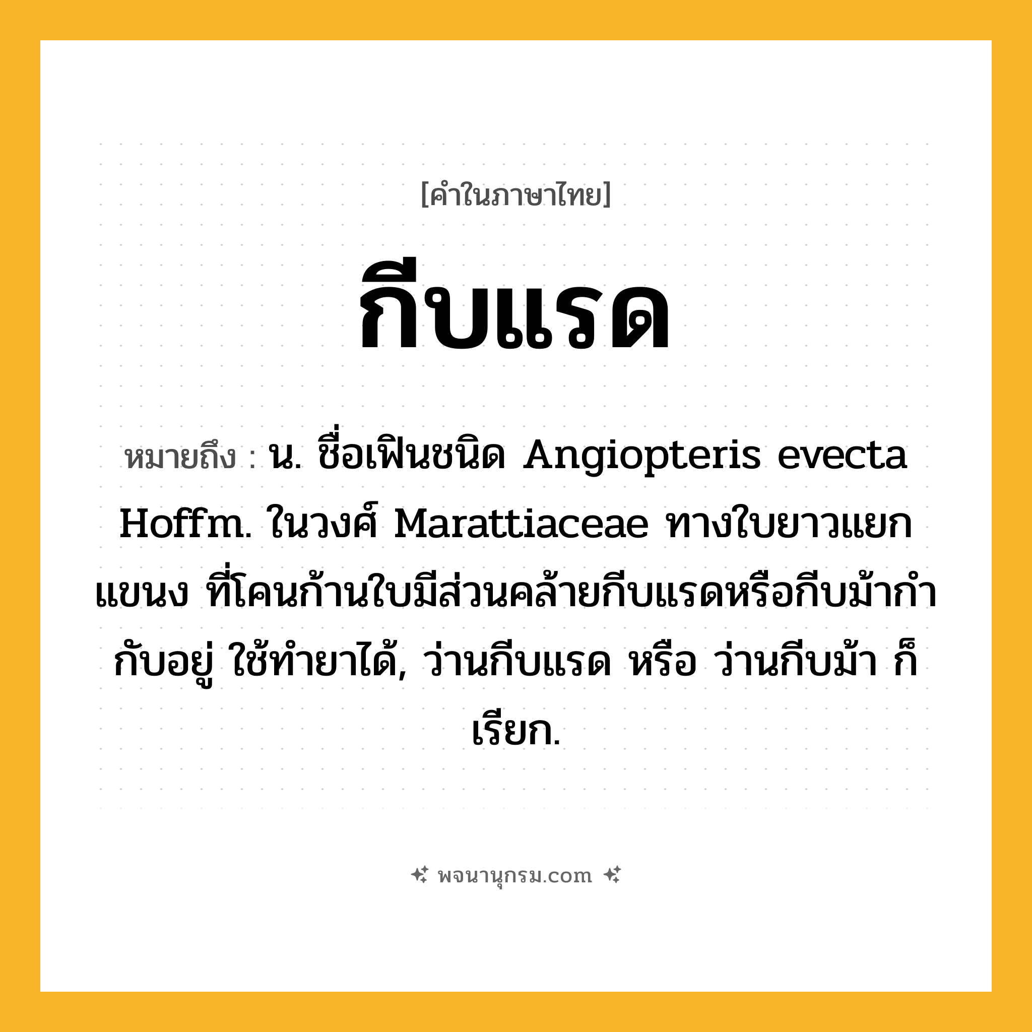 กีบแรด ความหมาย หมายถึงอะไร?, คำในภาษาไทย กีบแรด หมายถึง น. ชื่อเฟินชนิด Angiopteris evecta Hoffm. ในวงศ์ Marattiaceae ทางใบยาวแยกแขนง ที่โคนก้านใบมีส่วนคล้ายกีบแรดหรือกีบม้ากํากับอยู่ ใช้ทํายาได้, ว่านกีบแรด หรือ ว่านกีบม้า ก็เรียก.