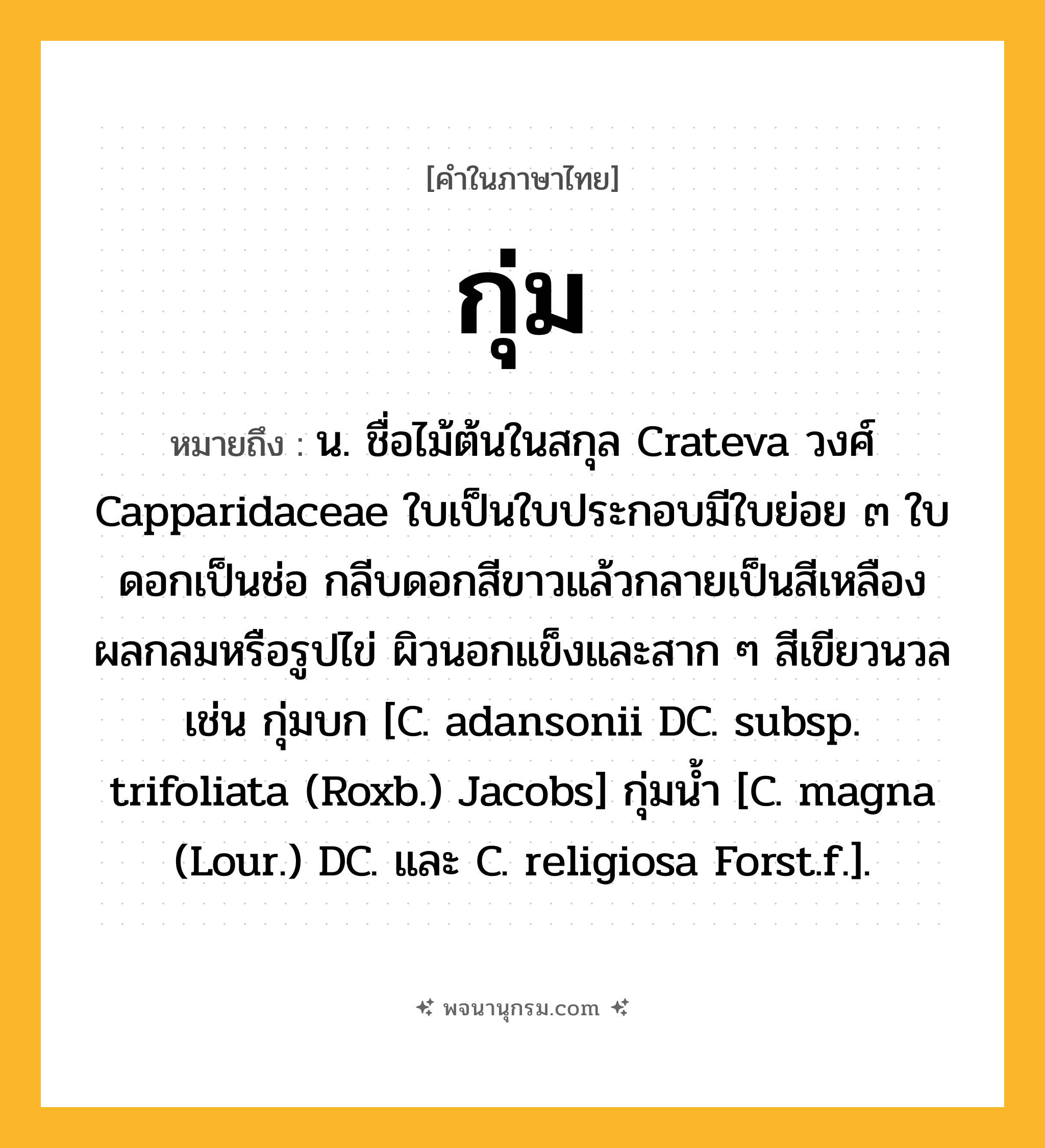 กุ่ม ความหมาย หมายถึงอะไร?, คำในภาษาไทย กุ่ม หมายถึง น. ชื่อไม้ต้นในสกุล Crateva วงศ์ Capparidaceae ใบเป็นใบประกอบมีใบย่อย ๓ ใบ ดอกเป็นช่อ กลีบดอกสีขาวแล้วกลายเป็นสีเหลือง ผลกลมหรือรูปไข่ ผิวนอกแข็งและสาก ๆ สีเขียวนวล เช่น กุ่มบก [C. adansonii DC. subsp. trifoliata (Roxb.) Jacobs] กุ่มนํ้า [C. magna (Lour.) DC. และ C. religiosa Forst.f.].