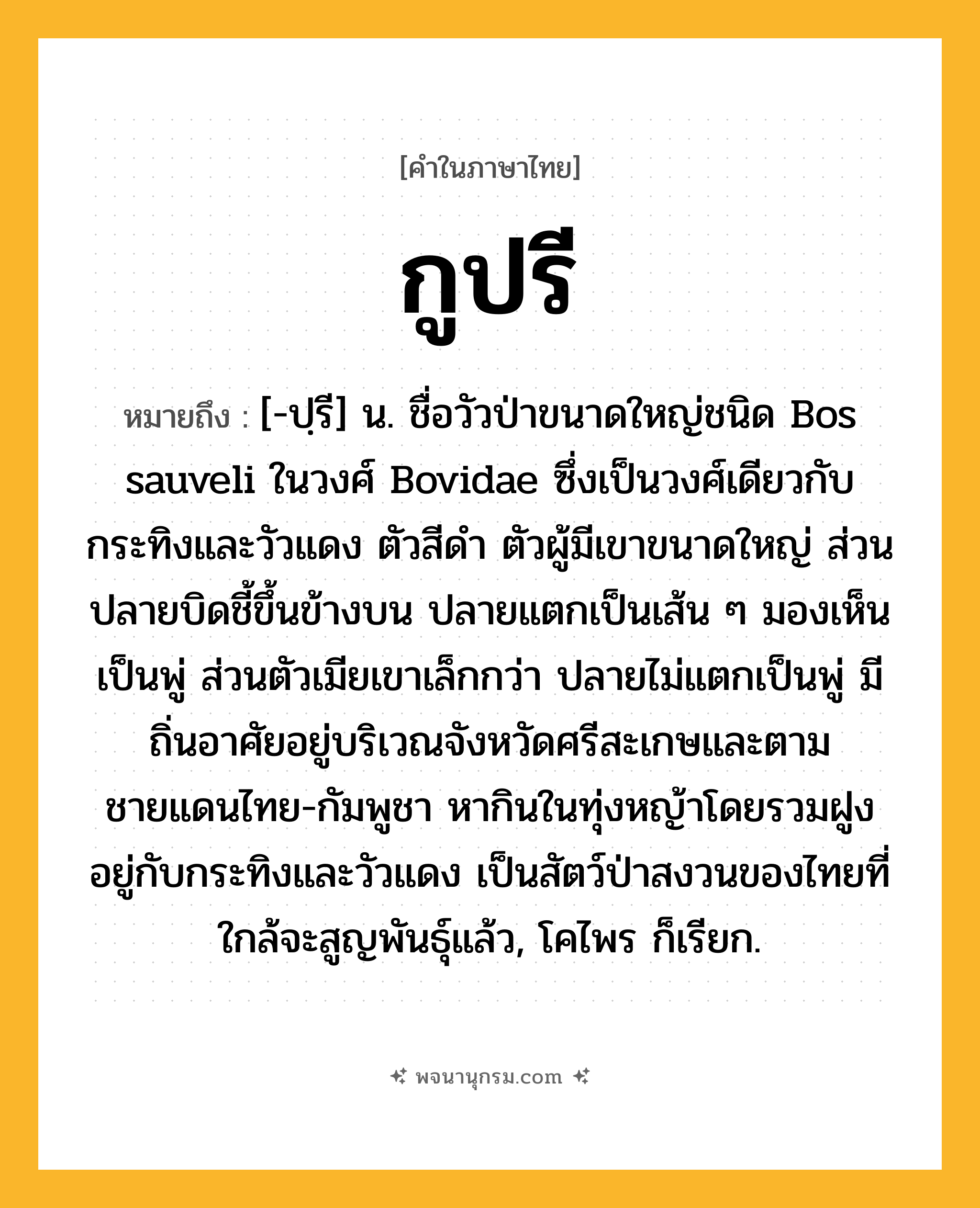 กูปรี ความหมาย หมายถึงอะไร?, คำในภาษาไทย กูปรี หมายถึง [-ปฺรี] น. ชื่อวัวป่าขนาดใหญ่ชนิด Bos sauveli ในวงศ์ Bovidae ซึ่งเป็นวงศ์เดียวกับกระทิงและวัวแดง ตัวสีดํา ตัวผู้มีเขาขนาดใหญ่ ส่วนปลายบิดชี้ขึ้นข้างบน ปลายแตกเป็นเส้น ๆ มองเห็นเป็นพู่ ส่วนตัวเมียเขาเล็กกว่า ปลายไม่แตกเป็นพู่ มีถิ่นอาศัยอยู่บริเวณจังหวัดศรีสะเกษและตามชายแดนไทย-กัมพูชา หากินในทุ่งหญ้าโดยรวมฝูงอยู่กับกระทิงและวัวแดง เป็นสัตว์ป่าสงวนของไทยที่ใกล้จะสูญพันธุ์แล้ว, โคไพร ก็เรียก.