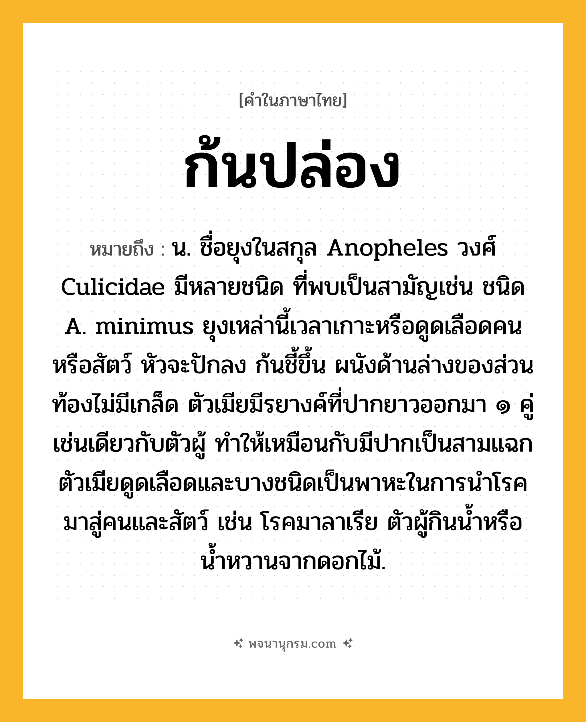 ก้นปล่อง ความหมาย หมายถึงอะไร?, คำในภาษาไทย ก้นปล่อง หมายถึง น. ชื่อยุงในสกุล Anopheles วงศ์ Culicidae มีหลายชนิด ที่พบเป็นสามัญเช่น ชนิด A. minimus ยุงเหล่านี้เวลาเกาะหรือดูดเลือดคนหรือสัตว์ หัวจะปักลง ก้นชี้ขึ้น ผนังด้านล่างของส่วนท้องไม่มีเกล็ด ตัวเมียมีรยางค์ที่ปากยาวออกมา ๑ คู่ เช่นเดียวกับตัวผู้ ทําให้เหมือนกับมีปากเป็นสามแฉก ตัวเมียดูดเลือดและบางชนิดเป็นพาหะในการนําโรคมาสู่คนและสัตว์ เช่น โรคมาลาเรีย ตัวผู้กินนํ้าหรือนํ้าหวานจากดอกไม้.