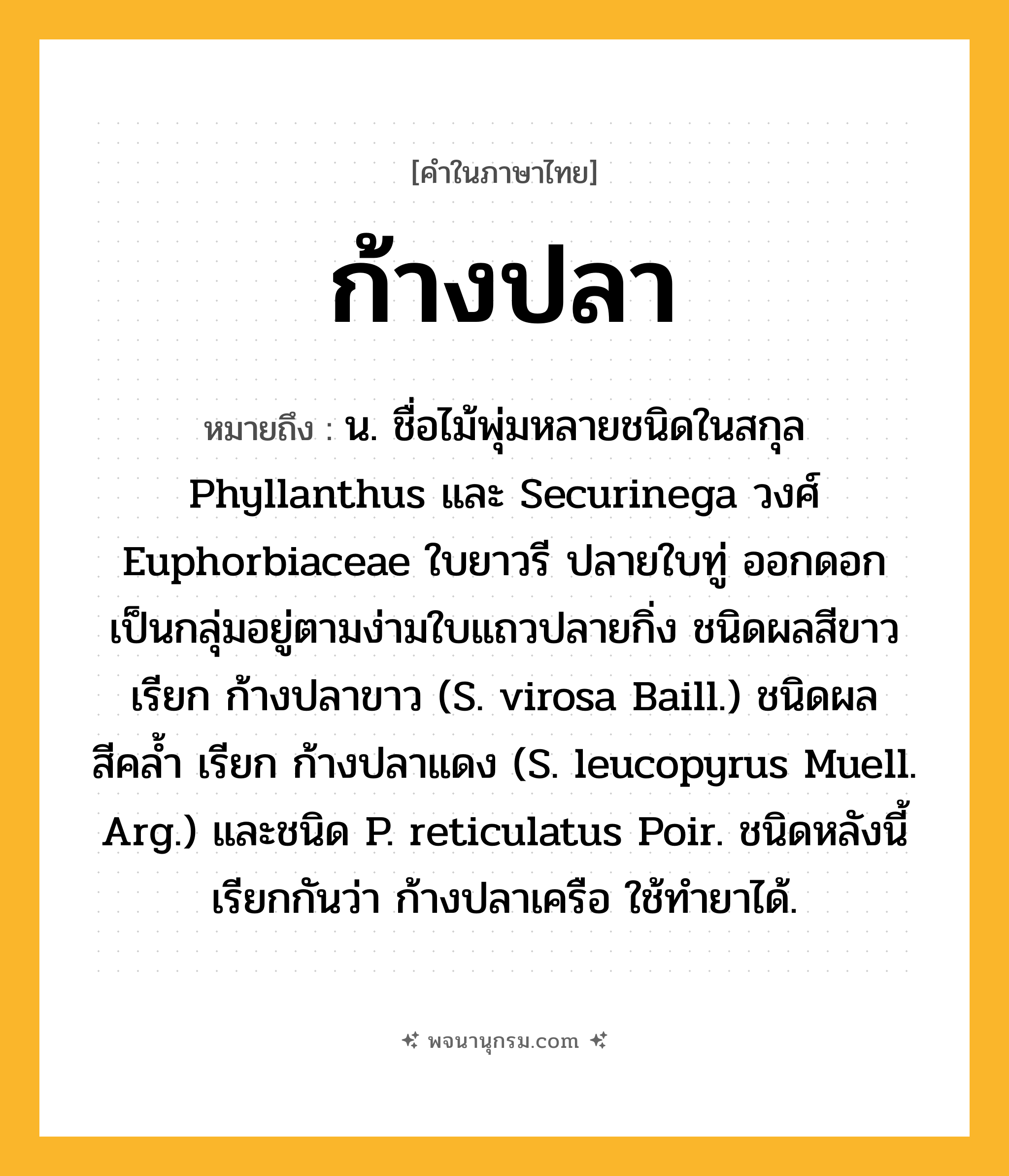 ก้างปลา ความหมาย หมายถึงอะไร?, คำในภาษาไทย ก้างปลา หมายถึง น. ชื่อไม้พุ่มหลายชนิดในสกุล Phyllanthus และ Securinega วงศ์ Euphorbiaceae ใบยาวรี ปลายใบทู่ ออกดอกเป็นกลุ่มอยู่ตามง่ามใบแถวปลายกิ่ง ชนิดผลสีขาว เรียก ก้างปลาขาว (S. virosa Baill.) ชนิดผลสีคลํ้า เรียก ก้างปลาแดง (S. leucopyrus Muell. Arg.) และชนิด P. reticulatus Poir. ชนิดหลังนี้เรียกกันว่า ก้างปลาเครือ ใช้ทํายาได้.