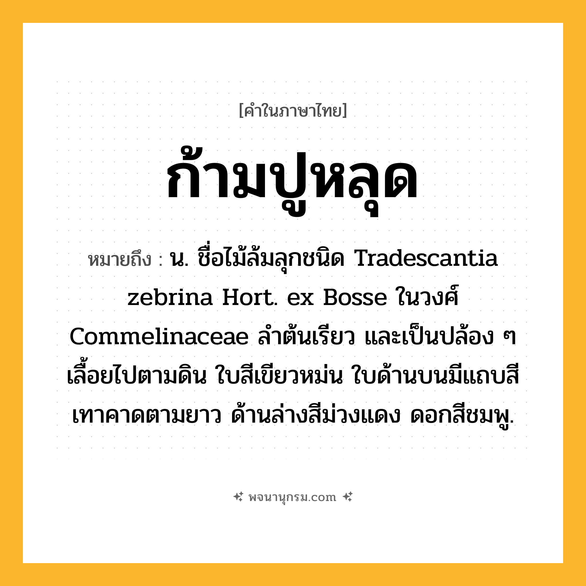 ก้ามปูหลุด ความหมาย หมายถึงอะไร?, คำในภาษาไทย ก้ามปูหลุด หมายถึง น. ชื่อไม้ล้มลุกชนิด Tradescantia zebrina Hort. ex Bosse ในวงศ์ Commelinaceae ลําต้นเรียว และเป็นปล้อง ๆ เลื้อยไปตามดิน ใบสีเขียวหม่น ใบด้านบนมีแถบสีเทาคาดตามยาว ด้านล่างสีม่วงแดง ดอกสีชมพู.