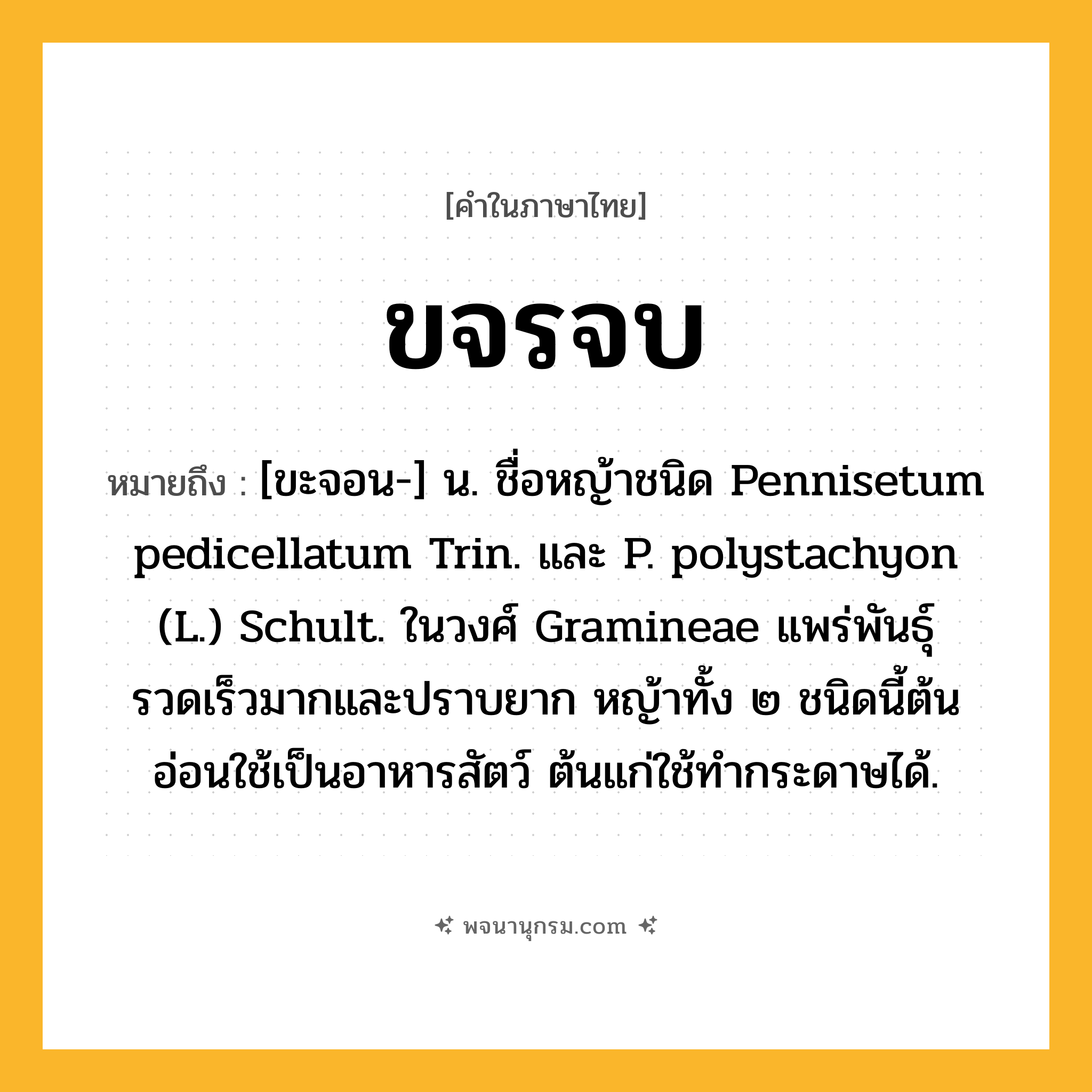 ขจรจบ ความหมาย หมายถึงอะไร?, คำในภาษาไทย ขจรจบ หมายถึง [ขะจอน-] น. ชื่อหญ้าชนิด Pennisetum pedicellatum Trin. และ P. polystachyon (L.) Schult. ในวงศ์ Gramineae แพร่พันธุ์รวดเร็วมากและปราบยาก หญ้าทั้ง ๒ ชนิดนี้ต้นอ่อนใช้เป็นอาหารสัตว์ ต้นแก่ใช้ทํากระดาษได้.