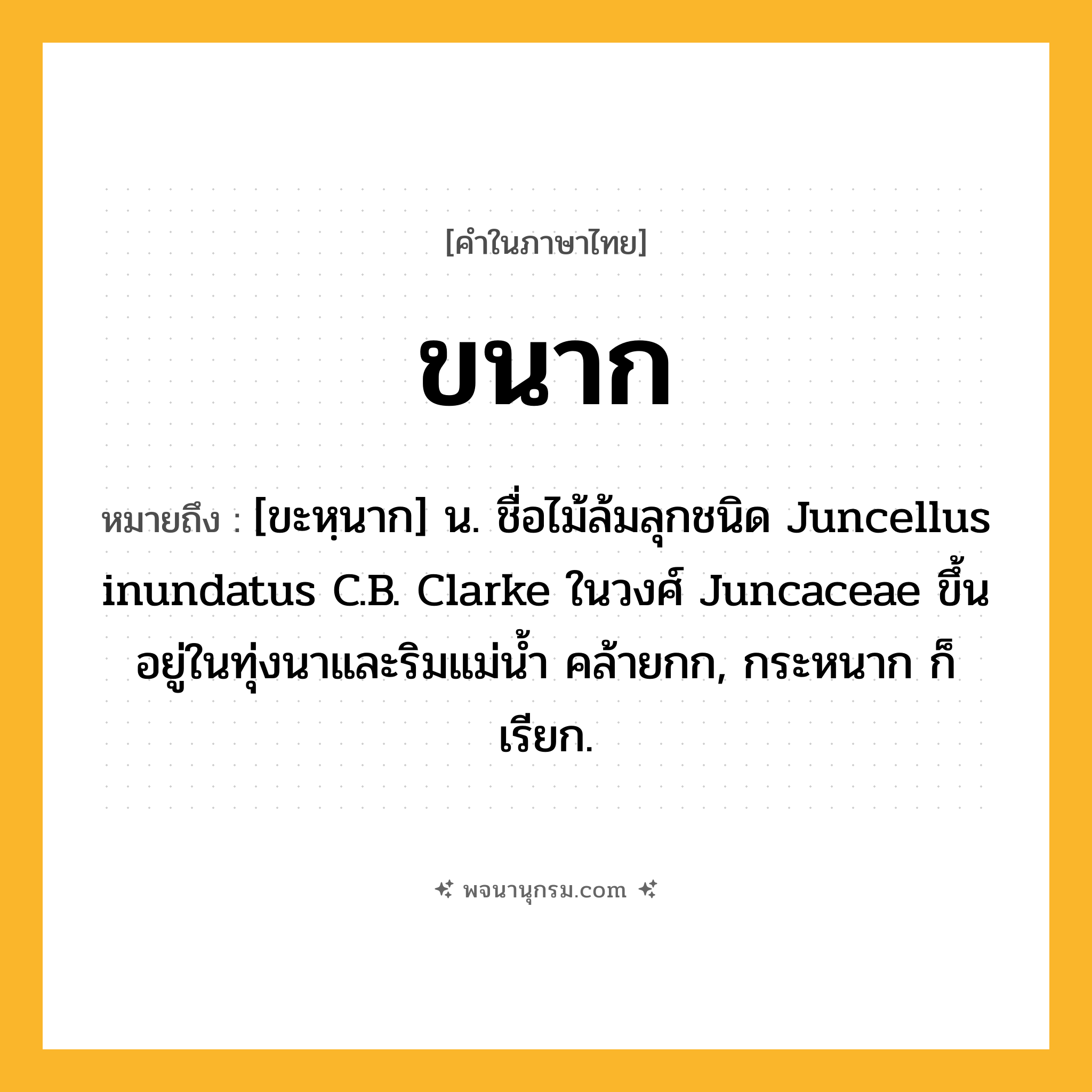 ขนาก ความหมาย หมายถึงอะไร?, คำในภาษาไทย ขนาก หมายถึง [ขะหฺนาก] น. ชื่อไม้ล้มลุกชนิด Juncellus inundatus C.B. Clarke ในวงศ์ Juncaceae ขึ้นอยู่ในทุ่งนาและริมแม่นํ้า คล้ายกก, กระหนาก ก็เรียก.