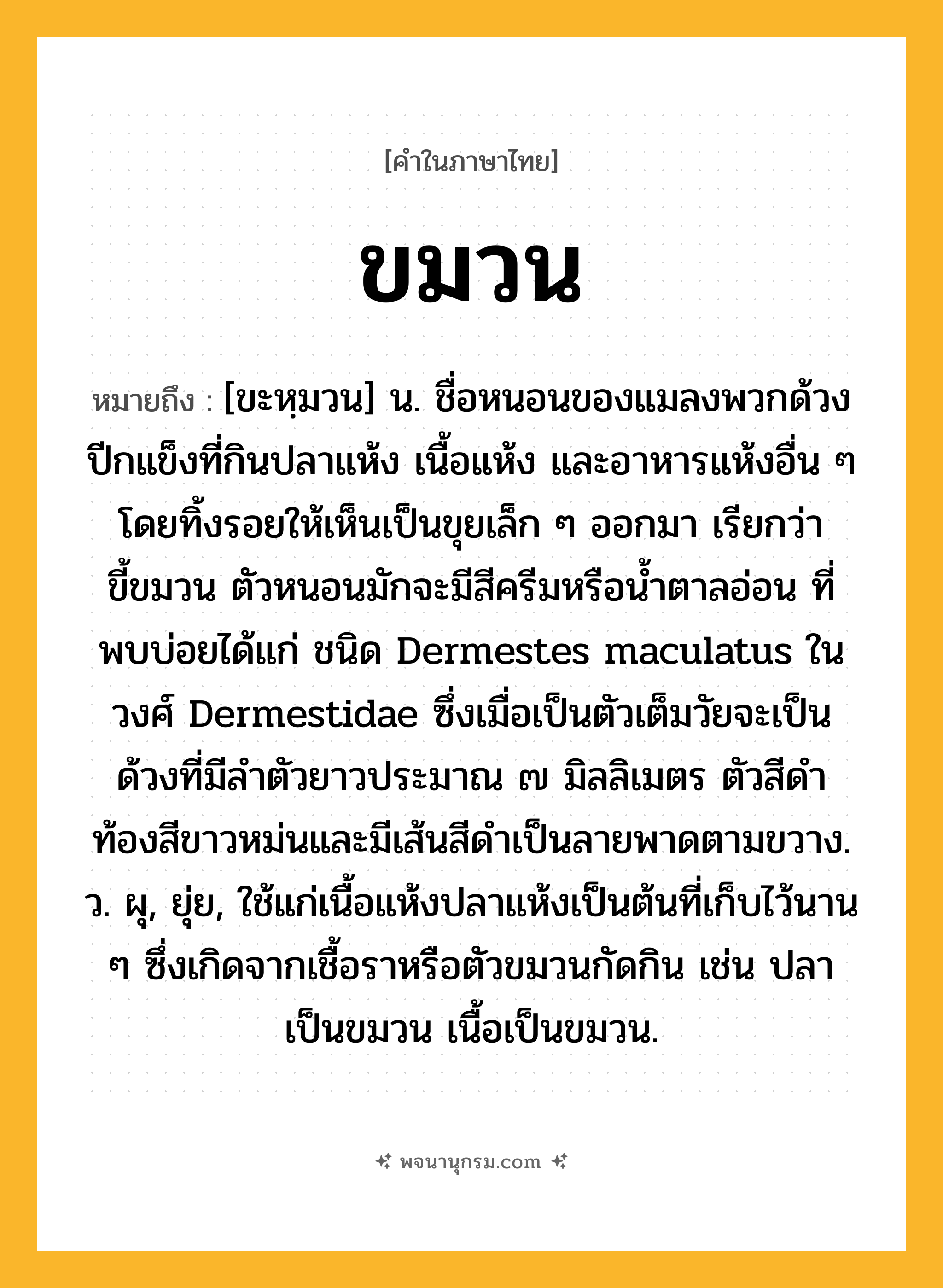 ขมวน ความหมาย หมายถึงอะไร?, คำในภาษาไทย ขมวน หมายถึง [ขะหฺมวน] น. ชื่อหนอนของแมลงพวกด้วงปีกแข็งที่กินปลาแห้ง เนื้อแห้ง และอาหารแห้งอื่น ๆ โดยทิ้งรอยให้เห็นเป็นขุยเล็ก ๆ ออกมา เรียกว่า ขี้ขมวน ตัวหนอนมักจะมีสีครีมหรือนํ้าตาลอ่อน ที่พบบ่อยได้แก่ ชนิด Dermestes maculatus ในวงศ์ Dermestidae ซึ่งเมื่อเป็นตัวเต็มวัยจะเป็นด้วงที่มีลําตัวยาวประมาณ ๗ มิลลิเมตร ตัวสีดํา ท้องสีขาวหม่นและมีเส้นสีดําเป็นลายพาดตามขวาง. ว. ผุ, ยุ่ย, ใช้แก่เนื้อแห้งปลาแห้งเป็นต้นที่เก็บไว้นาน ๆ ซึ่งเกิดจากเชื้อราหรือตัวขมวนกัดกิน เช่น ปลาเป็นขมวน เนื้อเป็นขมวน.