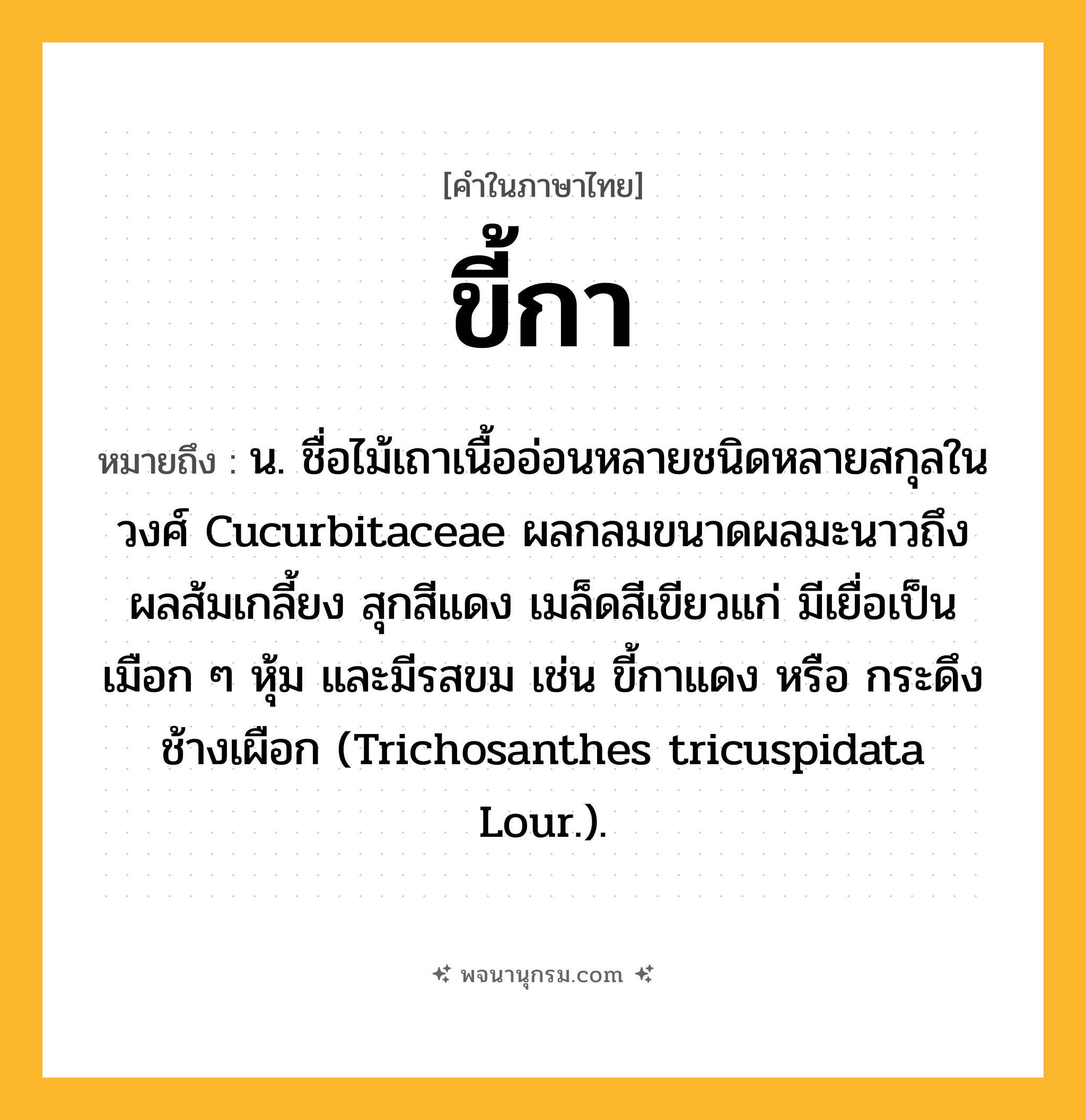 ขี้กา ความหมาย หมายถึงอะไร?, คำในภาษาไทย ขี้กา หมายถึง น. ชื่อไม้เถาเนื้ออ่อนหลายชนิดหลายสกุลในวงศ์ Cucurbitaceae ผลกลมขนาดผลมะนาวถึงผลส้มเกลี้ยง สุกสีแดง เมล็ดสีเขียวแก่ มีเยื่อเป็นเมือก ๆ หุ้ม และมีรสขม เช่น ขี้กาแดง หรือ กระดึงช้างเผือก (Trichosanthes tricuspidata Lour.).