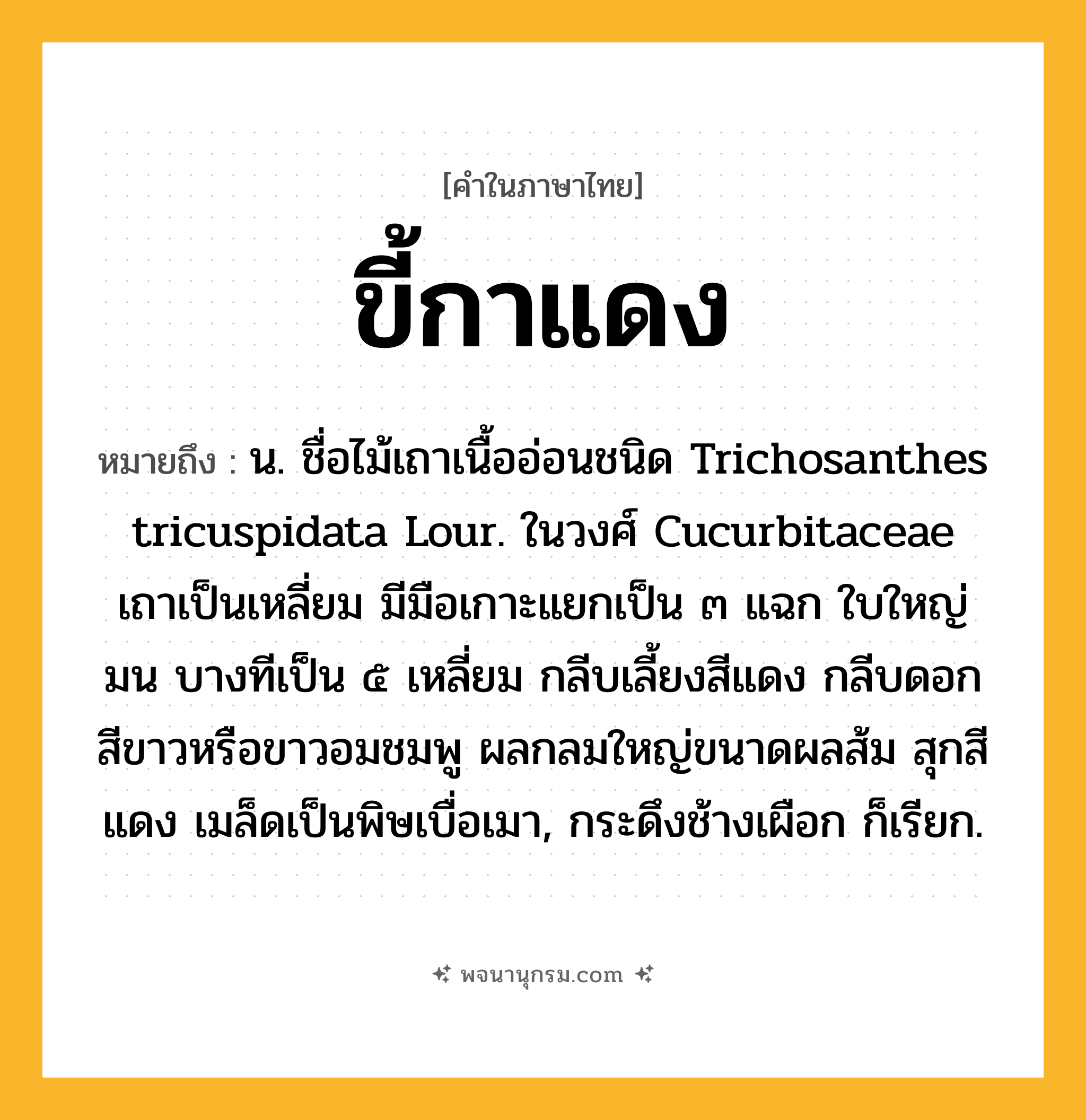 ขี้กาแดง ความหมาย หมายถึงอะไร?, คำในภาษาไทย ขี้กาแดง หมายถึง น. ชื่อไม้เถาเนื้ออ่อนชนิด Trichosanthes tricuspidata Lour. ในวงศ์ Cucurbitaceae เถาเป็นเหลี่ยม มีมือเกาะแยกเป็น ๓ แฉก ใบใหญ่มน บางทีเป็น ๕ เหลี่ยม กลีบเลี้ยงสีแดง กลีบดอกสีขาวหรือขาวอมชมพู ผลกลมใหญ่ขนาดผลส้ม สุกสีแดง เมล็ดเป็นพิษเบื่อเมา, กระดึงช้างเผือก ก็เรียก.