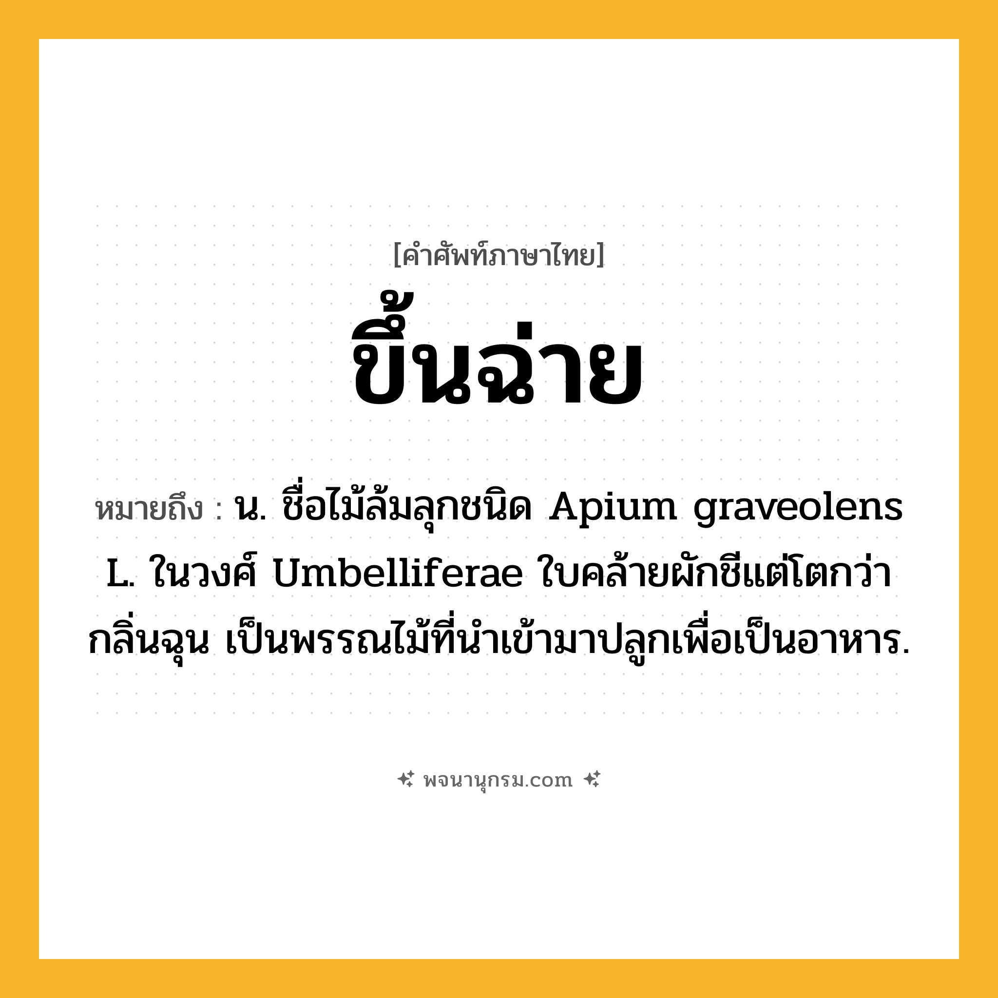 ขึ้นฉ่าย ความหมาย หมายถึงอะไร?, คำในภาษาไทย ขึ้นฉ่าย หมายถึง น. ชื่อไม้ล้มลุกชนิด Apium graveolens L. ในวงศ์ Umbelliferae ใบคล้ายผักชีแต่โตกว่า กลิ่นฉุน เป็นพรรณไม้ที่นําเข้ามาปลูกเพื่อเป็นอาหาร.