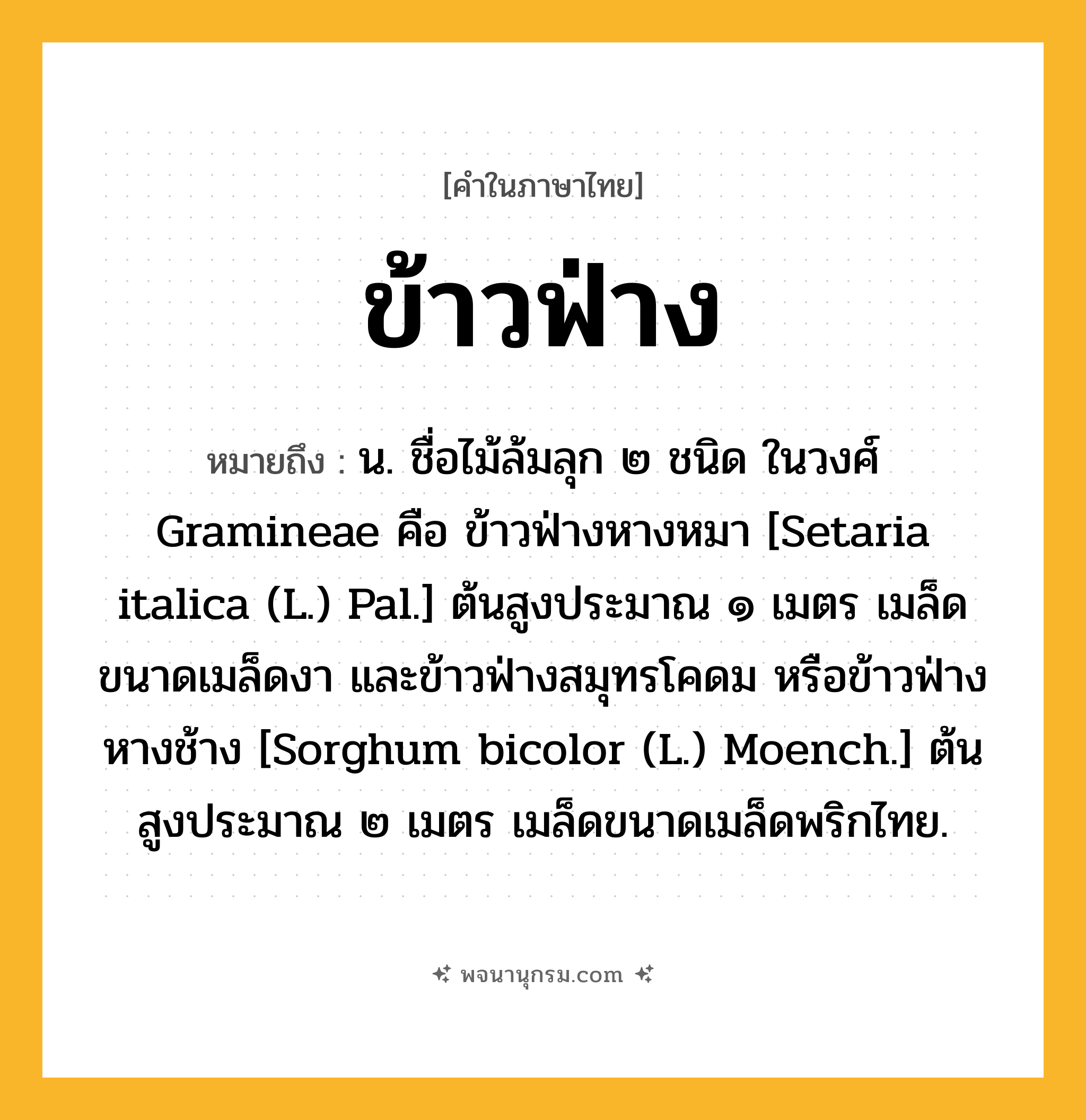 ข้าวฟ่าง ความหมาย หมายถึงอะไร?, คำในภาษาไทย ข้าวฟ่าง หมายถึง น. ชื่อไม้ล้มลุก ๒ ชนิด ในวงศ์ Gramineae คือ ข้าวฟ่างหางหมา [Setaria italica (L.) Pal.] ต้นสูงประมาณ ๑ เมตร เมล็ดขนาดเมล็ดงา และข้าวฟ่างสมุทรโคดม หรือข้าวฟ่างหางช้าง [Sorghum bicolor (L.) Moench.] ต้นสูงประมาณ ๒ เมตร เมล็ดขนาดเมล็ดพริกไทย.