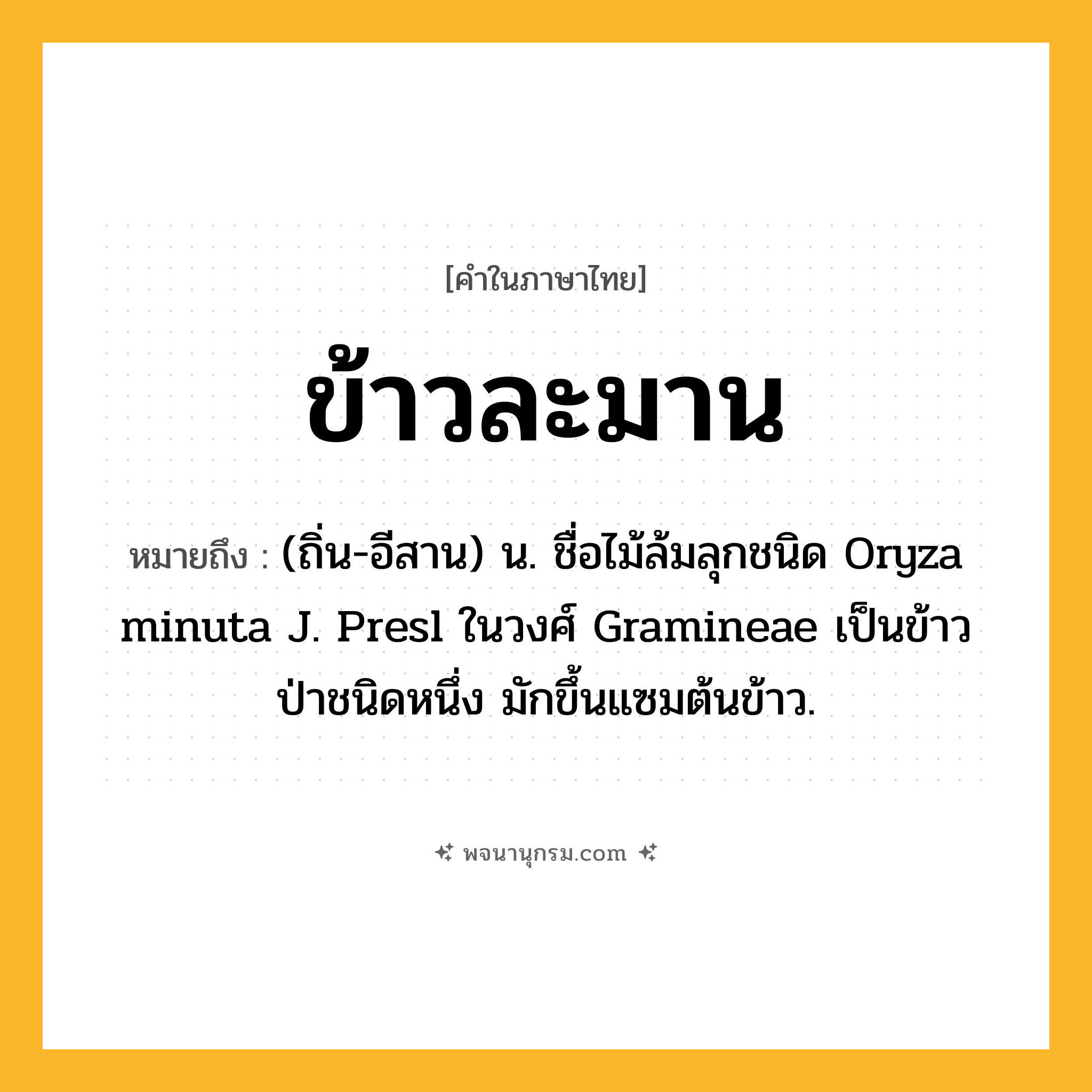 ข้าวละมาน ความหมาย หมายถึงอะไร?, คำในภาษาไทย ข้าวละมาน หมายถึง (ถิ่น-อีสาน) น. ชื่อไม้ล้มลุกชนิด Oryza minuta J. Presl ในวงศ์ Gramineae เป็นข้าวป่าชนิดหนึ่ง มักขึ้นแซมต้นข้าว.