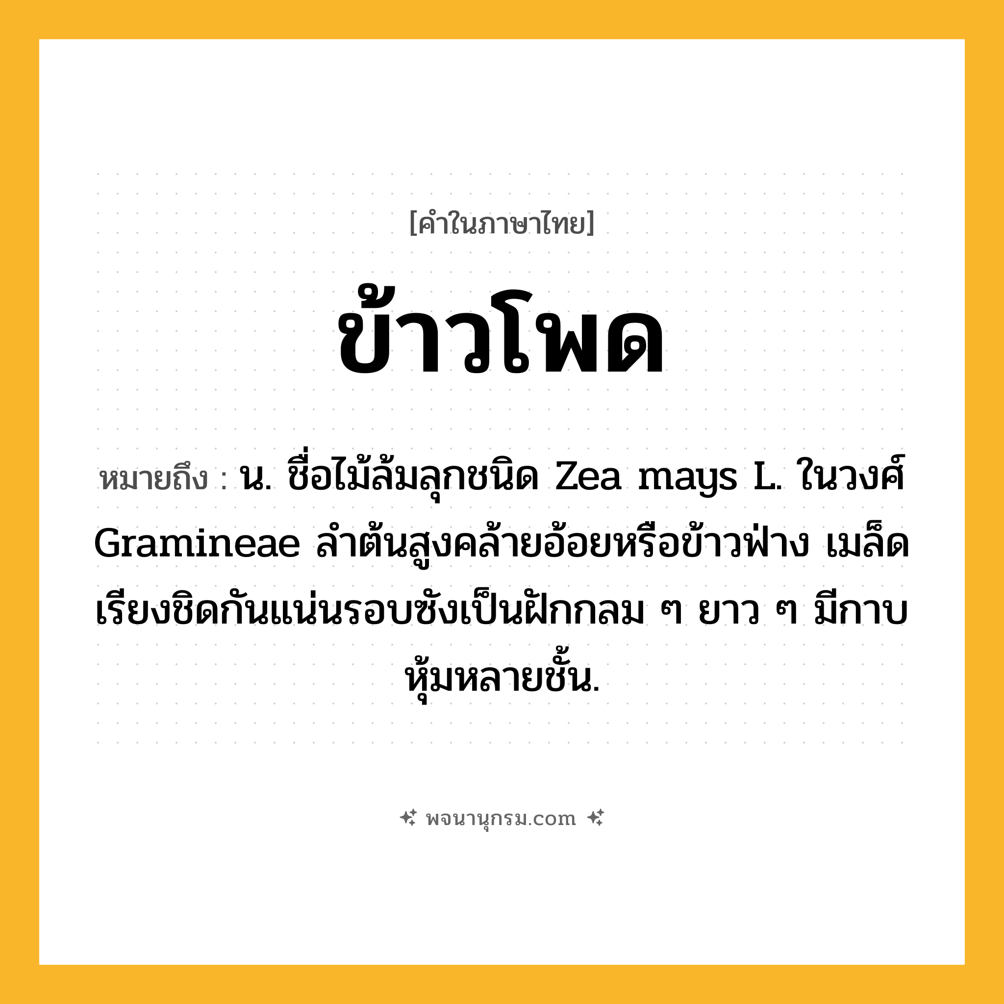 ข้าวโพด ความหมาย หมายถึงอะไร?, คำในภาษาไทย ข้าวโพด หมายถึง น. ชื่อไม้ล้มลุกชนิด Zea mays L. ในวงศ์ Gramineae ลําต้นสูงคล้ายอ้อยหรือข้าวฟ่าง เมล็ดเรียงชิดกันแน่นรอบซังเป็นฝักกลม ๆ ยาว ๆ มีกาบหุ้มหลายชั้น.