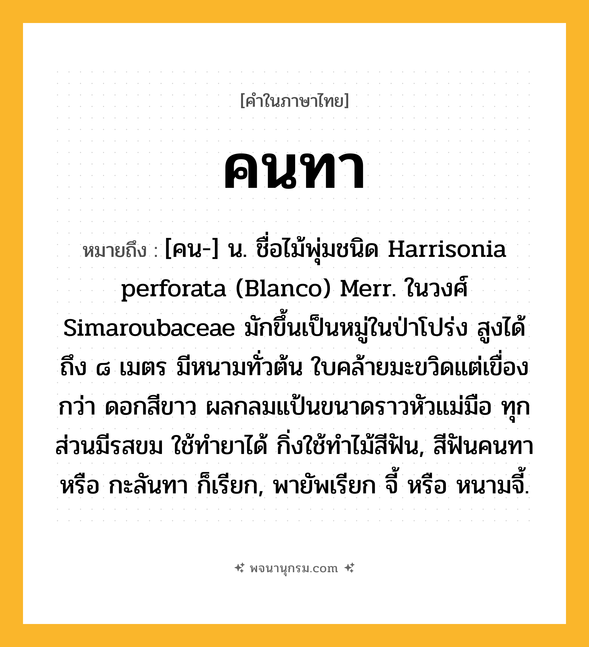 คนทา ความหมาย หมายถึงอะไร?, คำในภาษาไทย คนทา หมายถึง [คน-] น. ชื่อไม้พุ่มชนิด Harrisonia perforata (Blanco) Merr. ในวงศ์ Simaroubaceae มักขึ้นเป็นหมู่ในป่าโปร่ง สูงได้ถึง ๘ เมตร มีหนามทั่วต้น ใบคล้ายมะขวิดแต่เขื่องกว่า ดอกสีขาว ผลกลมแป้นขนาดราวหัวแม่มือ ทุกส่วนมีรสขม ใช้ทํายาได้ กิ่งใช้ทําไม้สีฟัน, สีฟันคนทา หรือ กะลันทา ก็เรียก, พายัพเรียก จี้ หรือ หนามจี้.