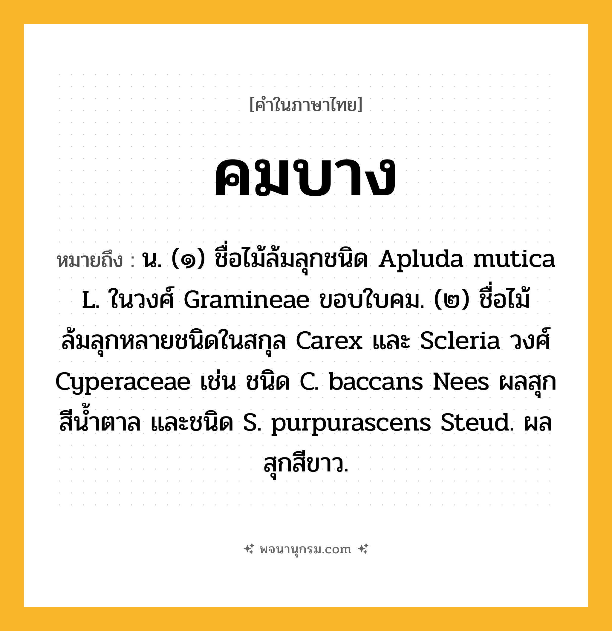 คมบาง ความหมาย หมายถึงอะไร?, คำในภาษาไทย คมบาง หมายถึง น. (๑) ชื่อไม้ล้มลุกชนิด Apluda mutica L. ในวงศ์ Gramineae ขอบใบคม. (๒) ชื่อไม้ล้มลุกหลายชนิดในสกุล Carex และ Scleria วงศ์ Cyperaceae เช่น ชนิด C. baccans Nees ผลสุกสีน้ำตาล และชนิด S. purpurascens Steud. ผลสุกสีขาว.