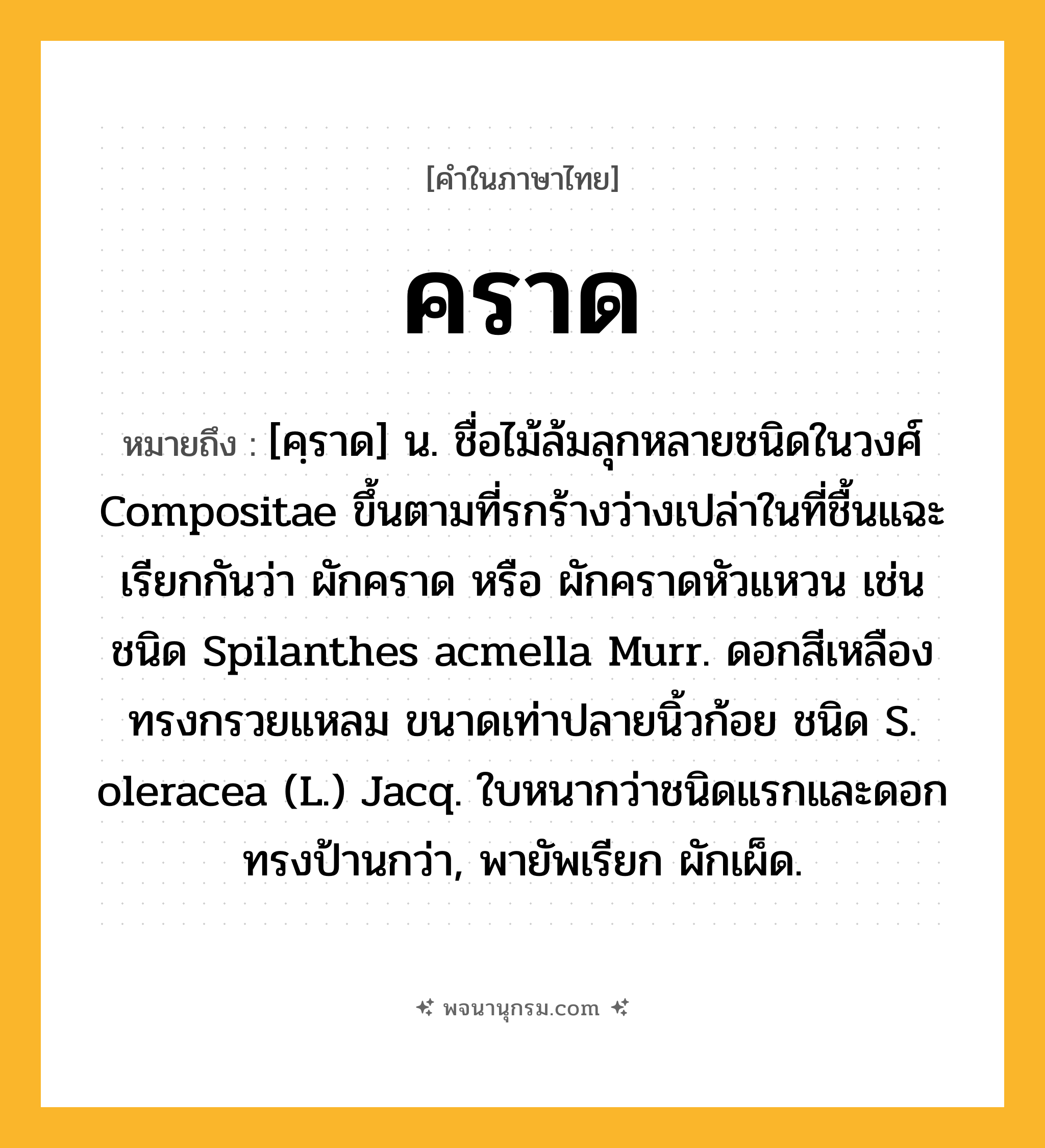 คราด ความหมาย หมายถึงอะไร?, คำในภาษาไทย คราด หมายถึง [คฺราด] น. ชื่อไม้ล้มลุกหลายชนิดในวงศ์ Compositae ขึ้นตามที่รกร้างว่างเปล่าในที่ชื้นแฉะ เรียกกันว่า ผักคราด หรือ ผักคราดหัวแหวน เช่น ชนิด Spilanthes acmella Murr. ดอกสีเหลืองทรงกรวยแหลม ขนาดเท่าปลายนิ้วก้อย ชนิด S. oleracea (L.) Jacq. ใบหนากว่าชนิดแรกและดอกทรงป้านกว่า, พายัพเรียก ผักเผ็ด.