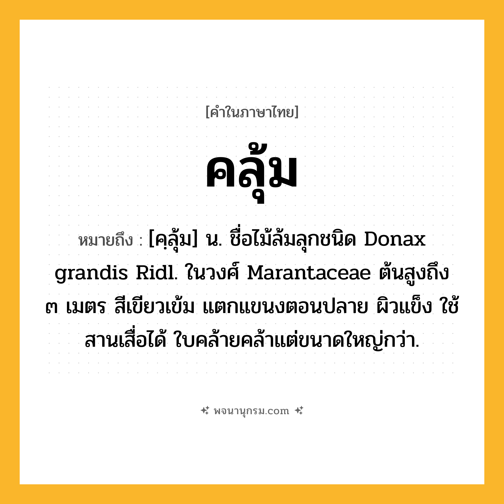 คลุ้ม ความหมาย หมายถึงอะไร?, คำในภาษาไทย คลุ้ม หมายถึง [คฺลุ้ม] น. ชื่อไม้ล้มลุกชนิด Donax grandis Ridl. ในวงศ์ Marantaceae ต้นสูงถึง ๓ เมตร สีเขียวเข้ม แตกแขนงตอนปลาย ผิวแข็ง ใช้สานเสื่อได้ ใบคล้ายคล้าแต่ขนาดใหญ่กว่า.